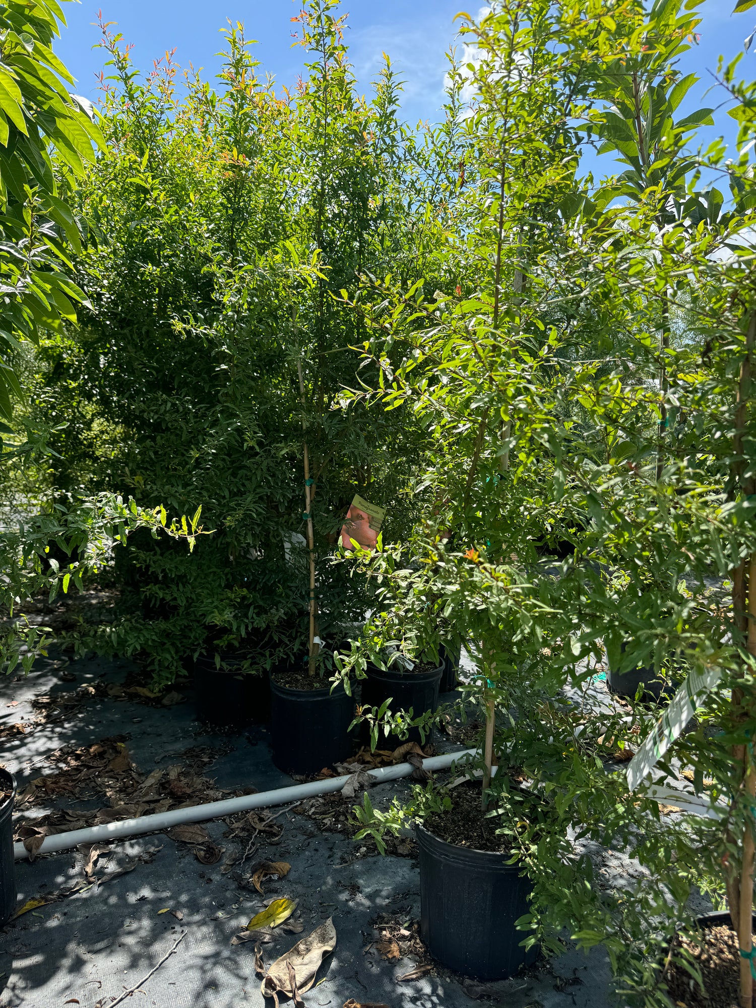 Pomegranate Salavatski Fruit Tree, Russian Red Pomegranate