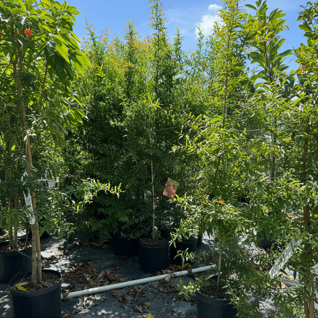 Young Pomegranate Salavatski Fruit Tree&
