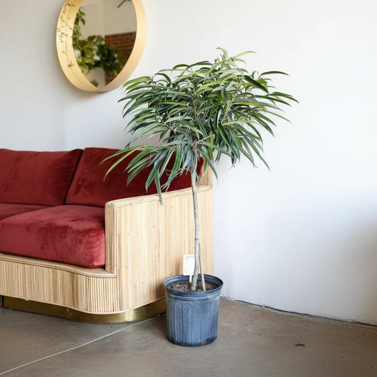 Large Braided Ficus Alii Tree Form Multi Stem Potted plant with green leaves