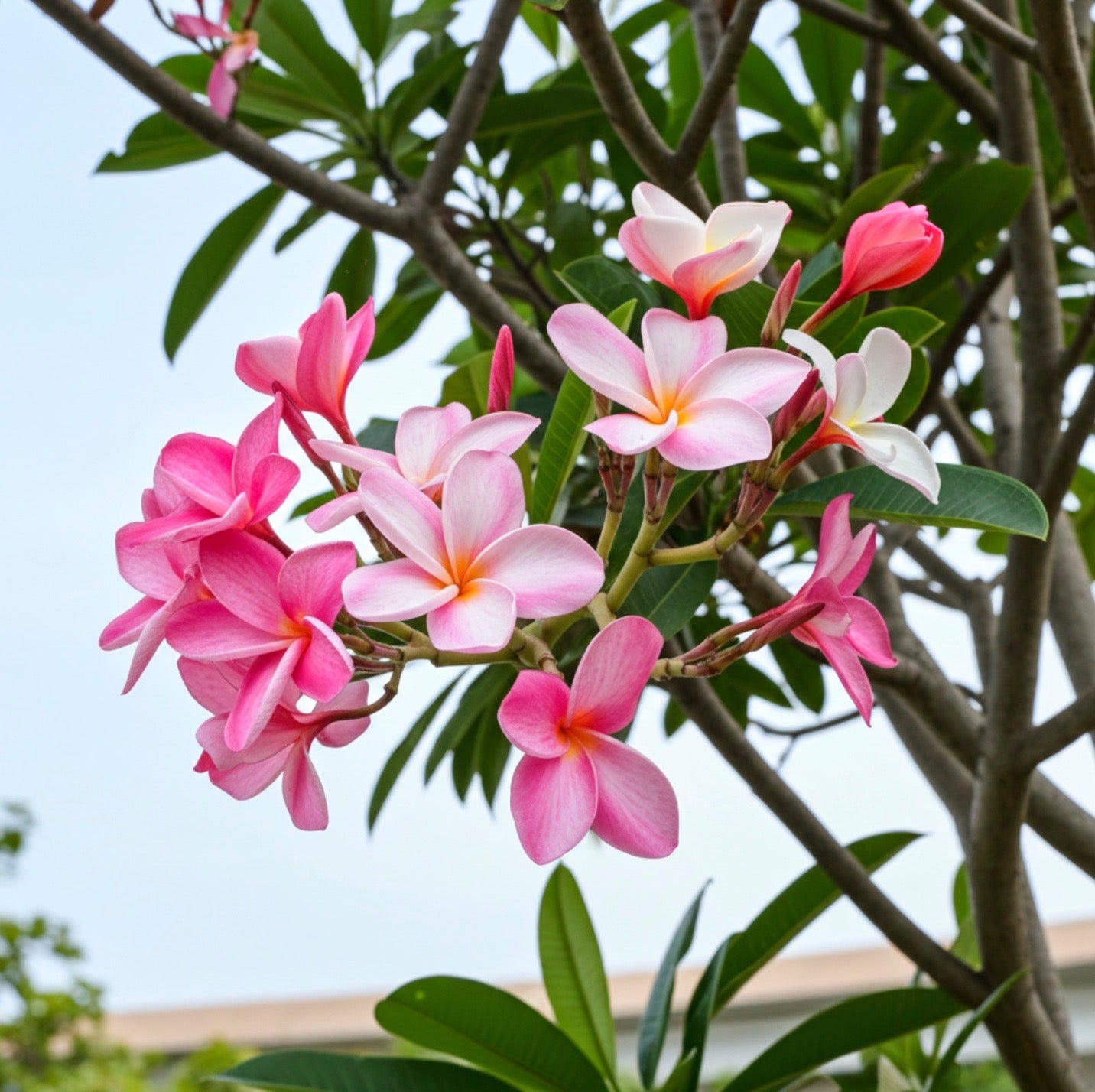 frangipani pot plant Explore Our Plumeria Frangipani Obtusa Singapore Pink Orchid Flowering Tree