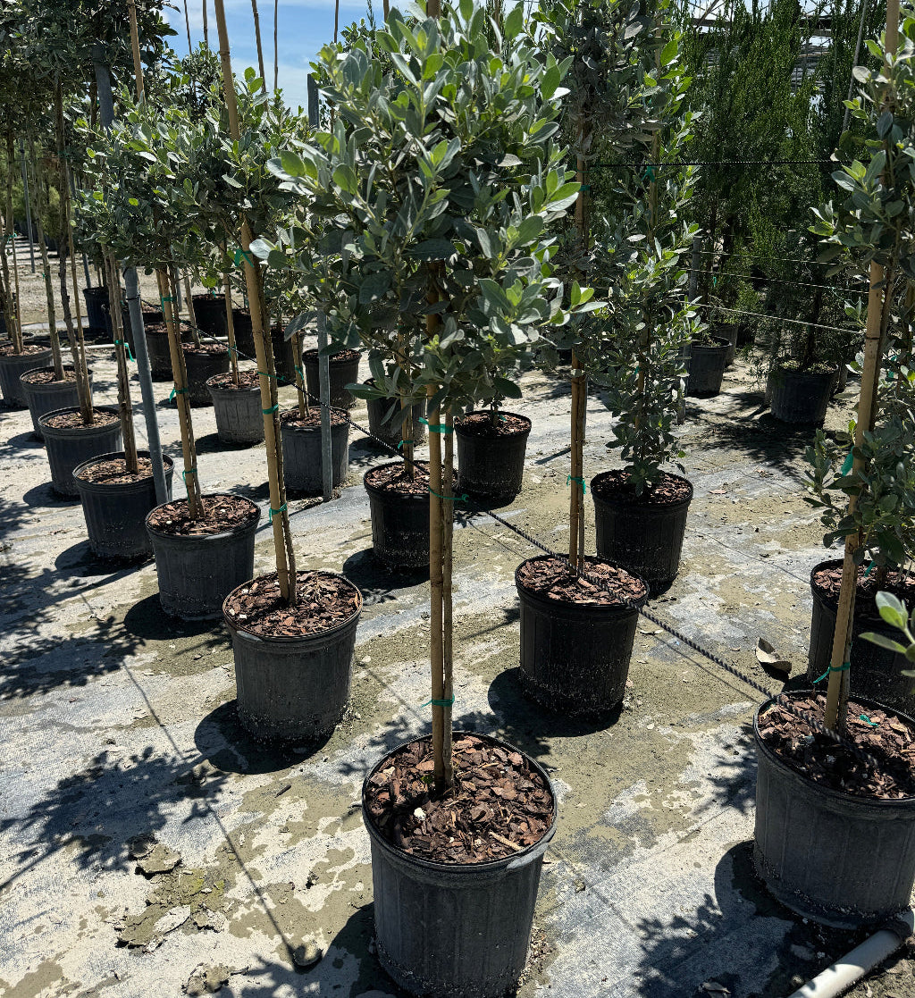 Topiary Silver Buttonwood 1 Ball Tree Form, Florida Landscape Tree in Lush green garden with agave plants and shrubs in front of a building.