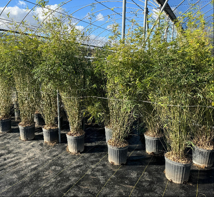 Bamboo trees in row of potted plants under a large greenhouse structure.