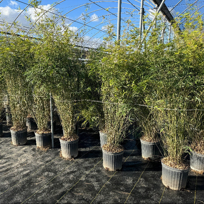 Bamboo trees in row of potted plants under a large greenhouse structure.