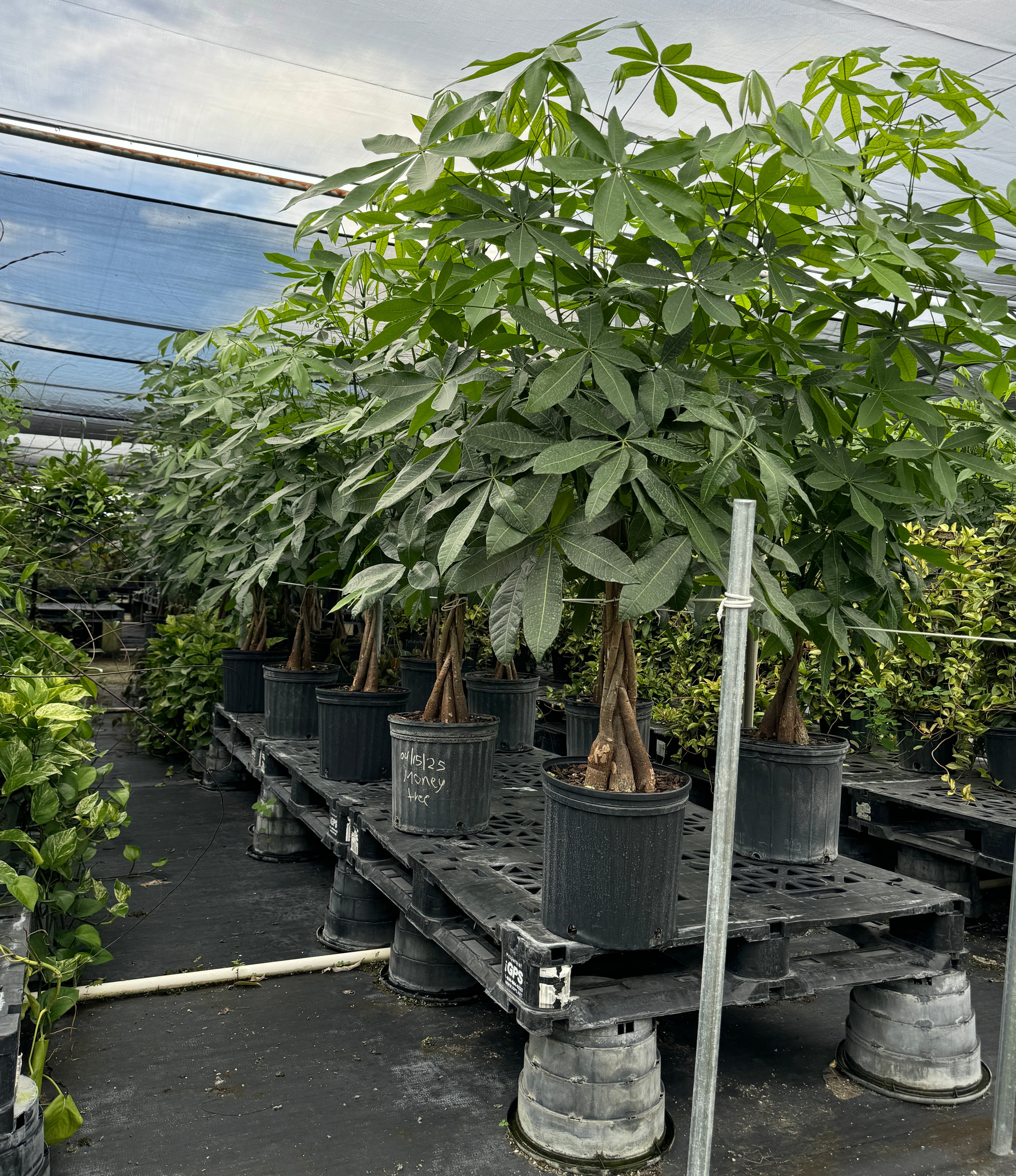 Money Tree Braided, Tree Form, Pachira Aquatica, Good Luck Tree