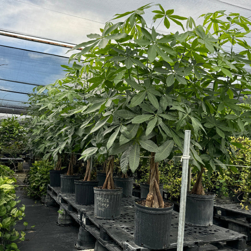 Full Grown Money Tree Braided, Tree Form, Pachira Aquatica, Good Luck Tree in a 5-gallon nursery pot for indoor or shaded outdoor use to amplify a greenhouse, large patio, or commercial space.