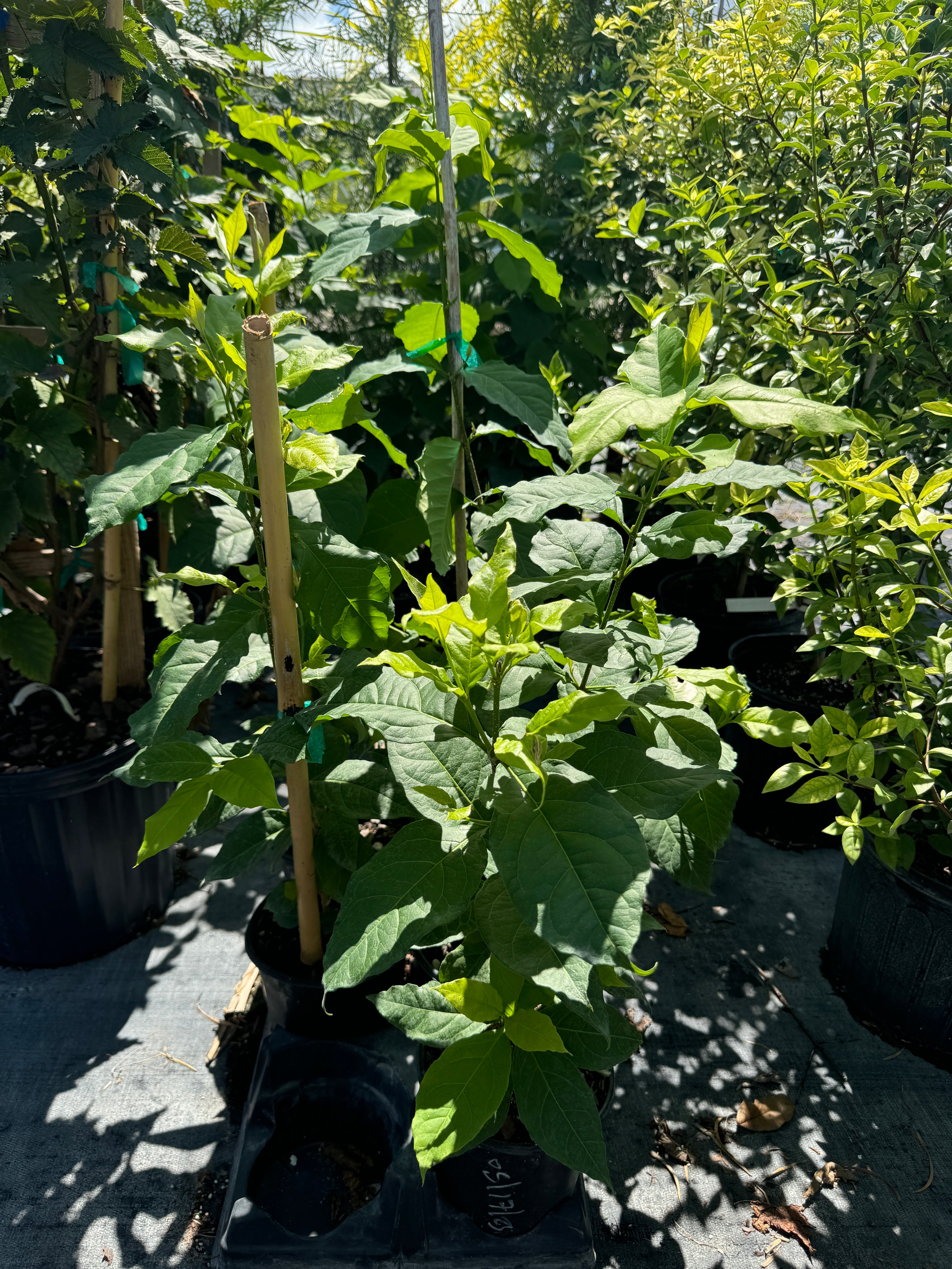 Peanut Butter Fruti Tree, Bunchosia argentea