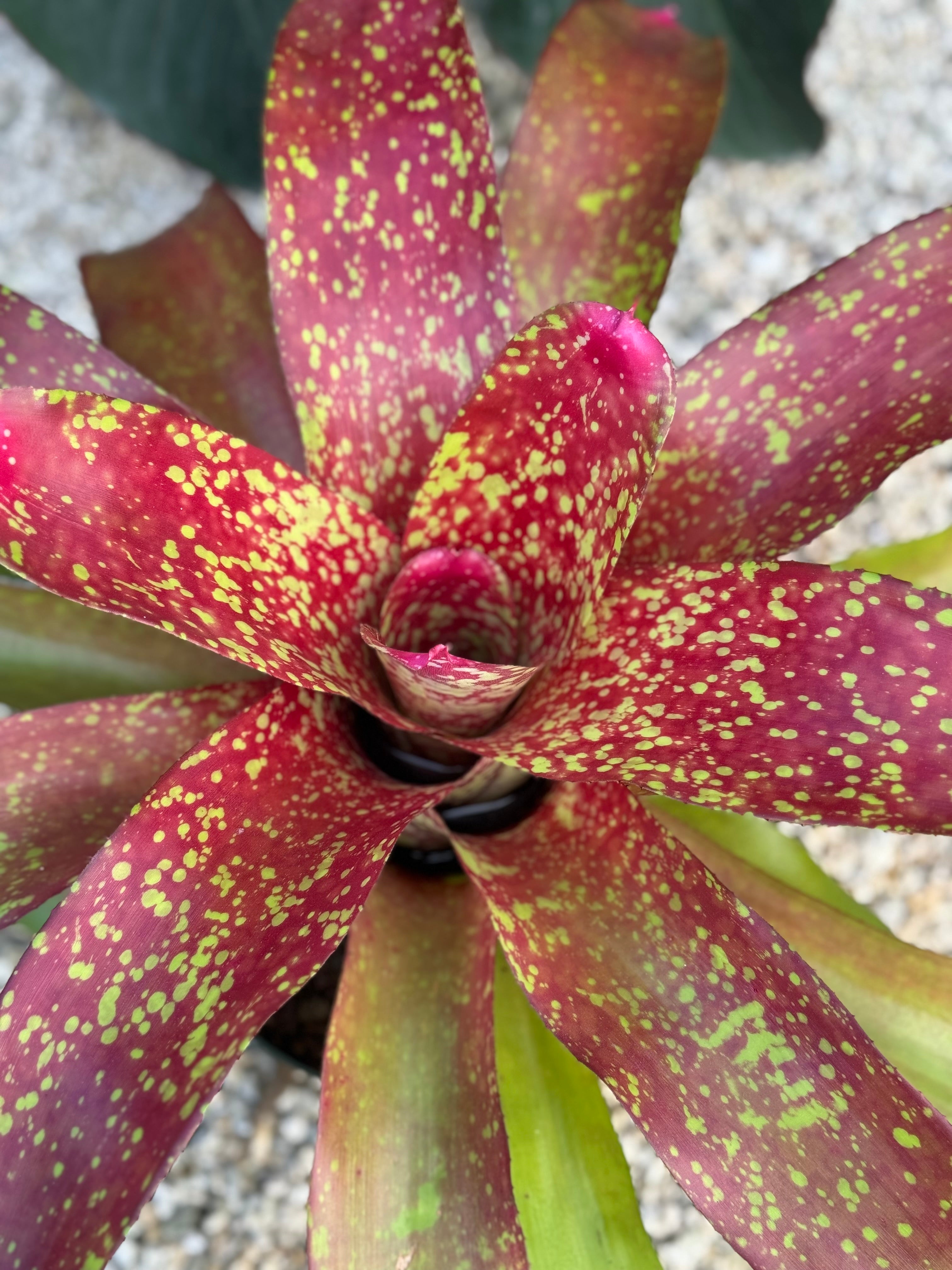 Bromeliad, Neoregelia Jenga
