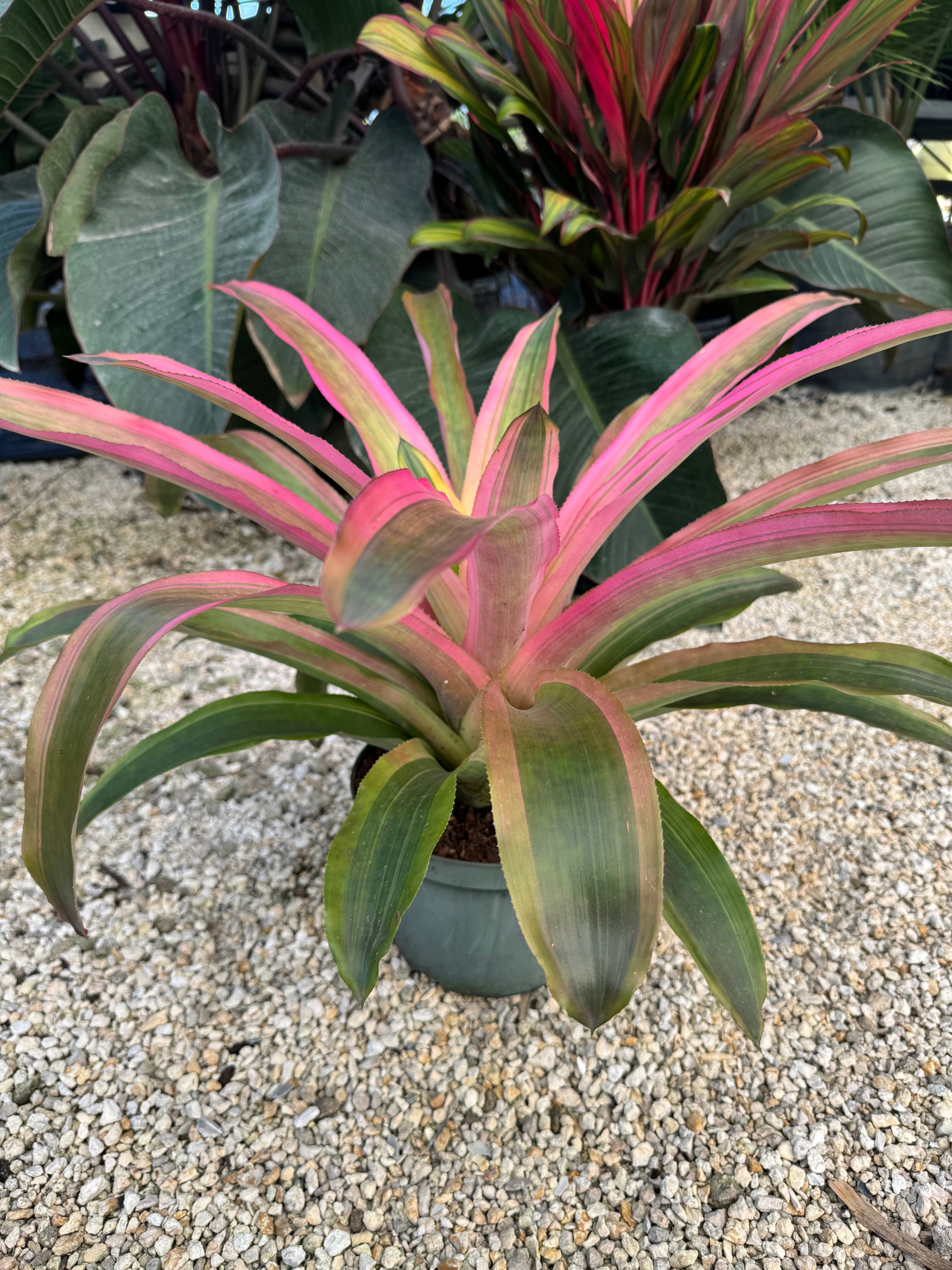 Bromeliad, Neoregelia Mend