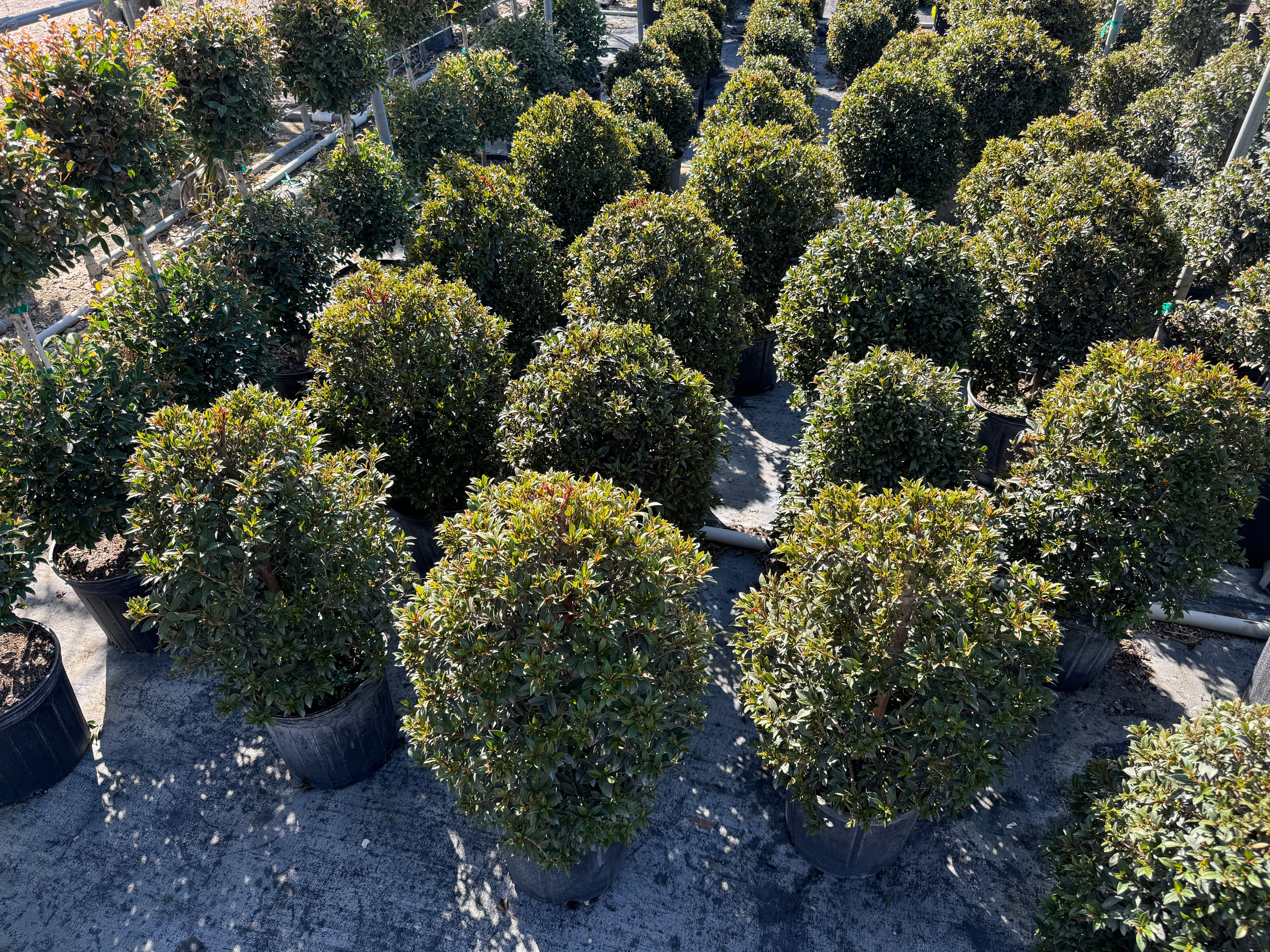 Topiary Eugenia Cosmic Egg Shape