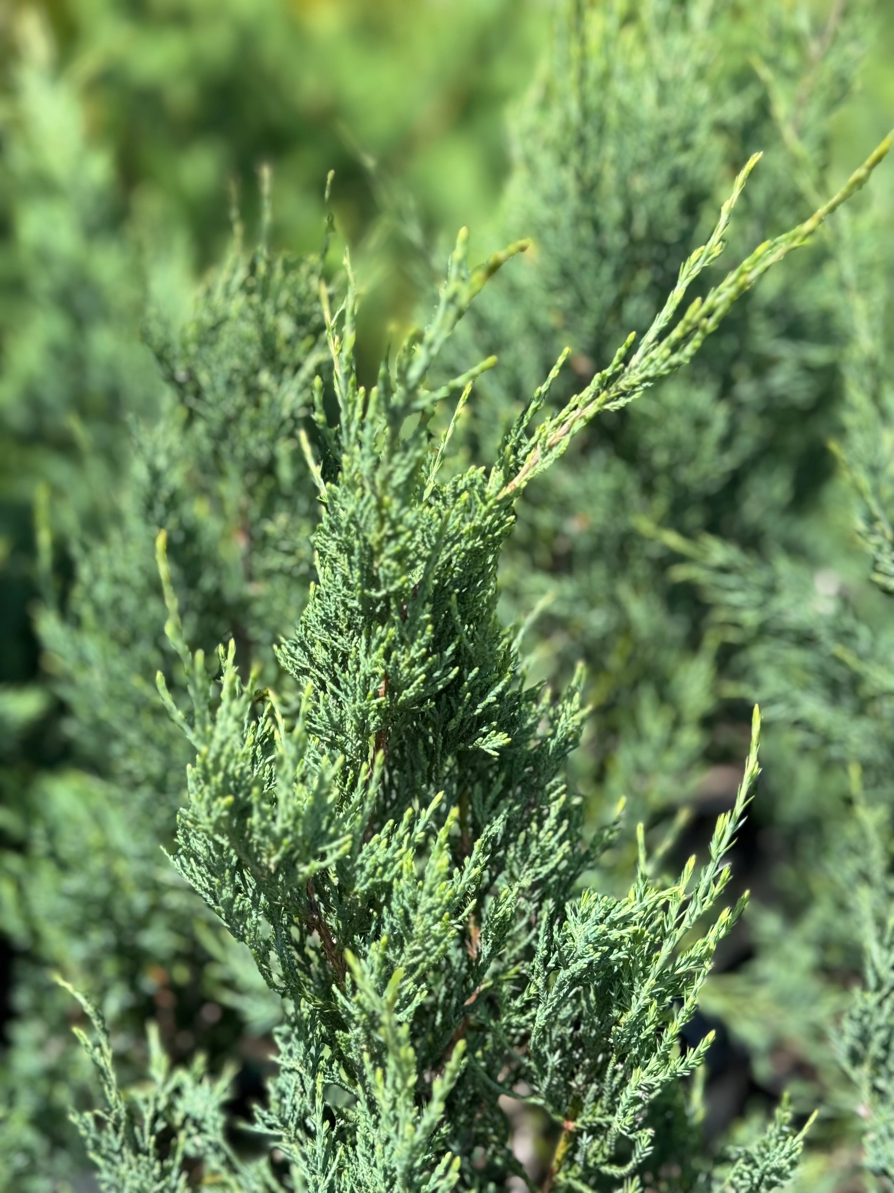Burkii Juniper, Eastern Red Cedar