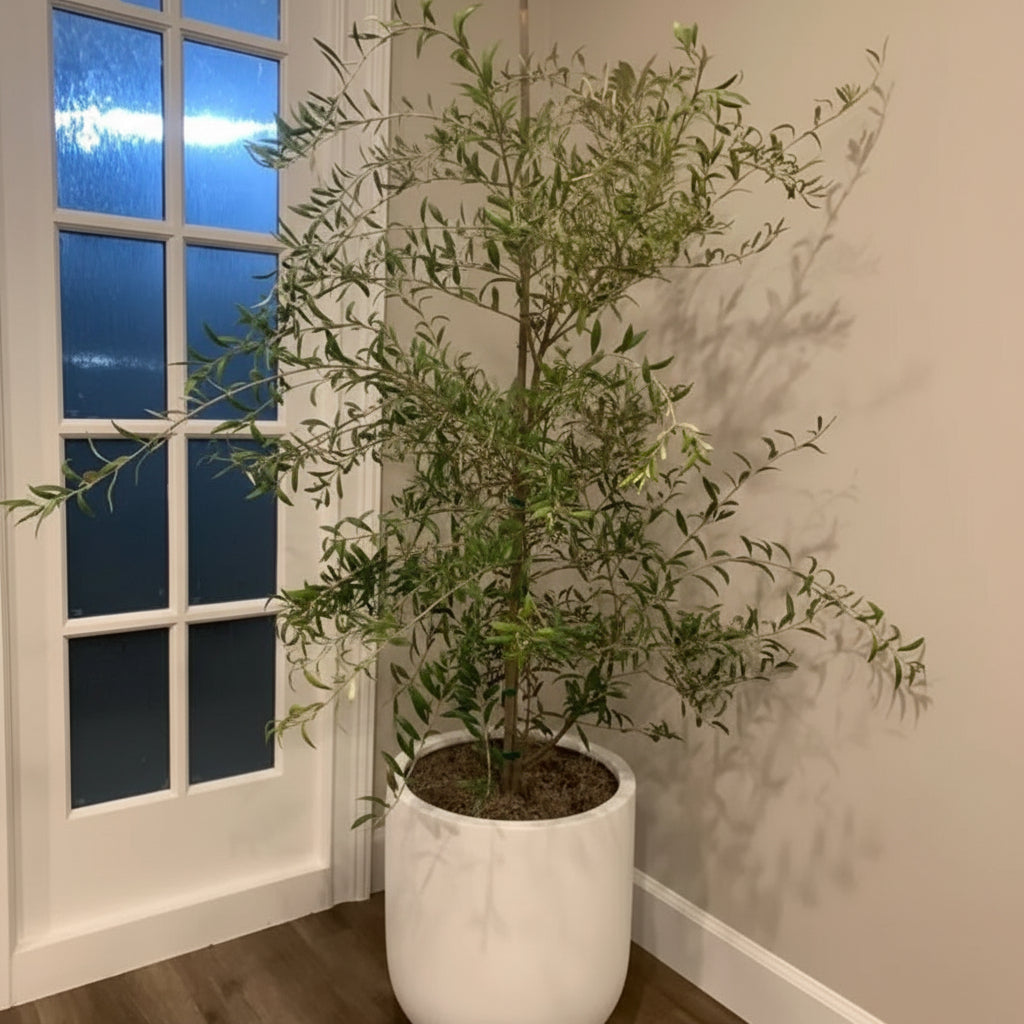 Large olive tree single trunk Potted plant in a white pot against a neutral wall with a window in the background