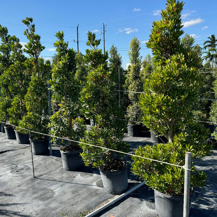Topiary Spiral Japanese Blueberry Tree