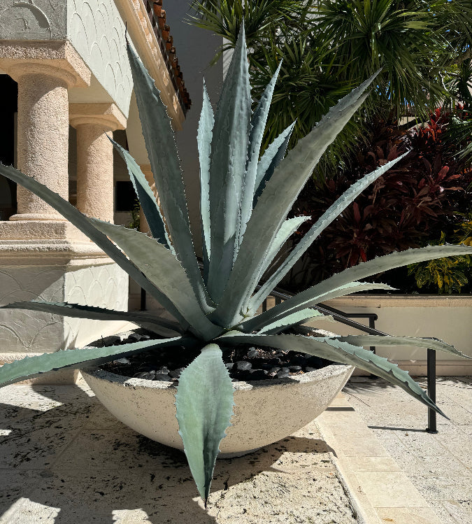 Agave American Blue Century Plant, Agave Americana