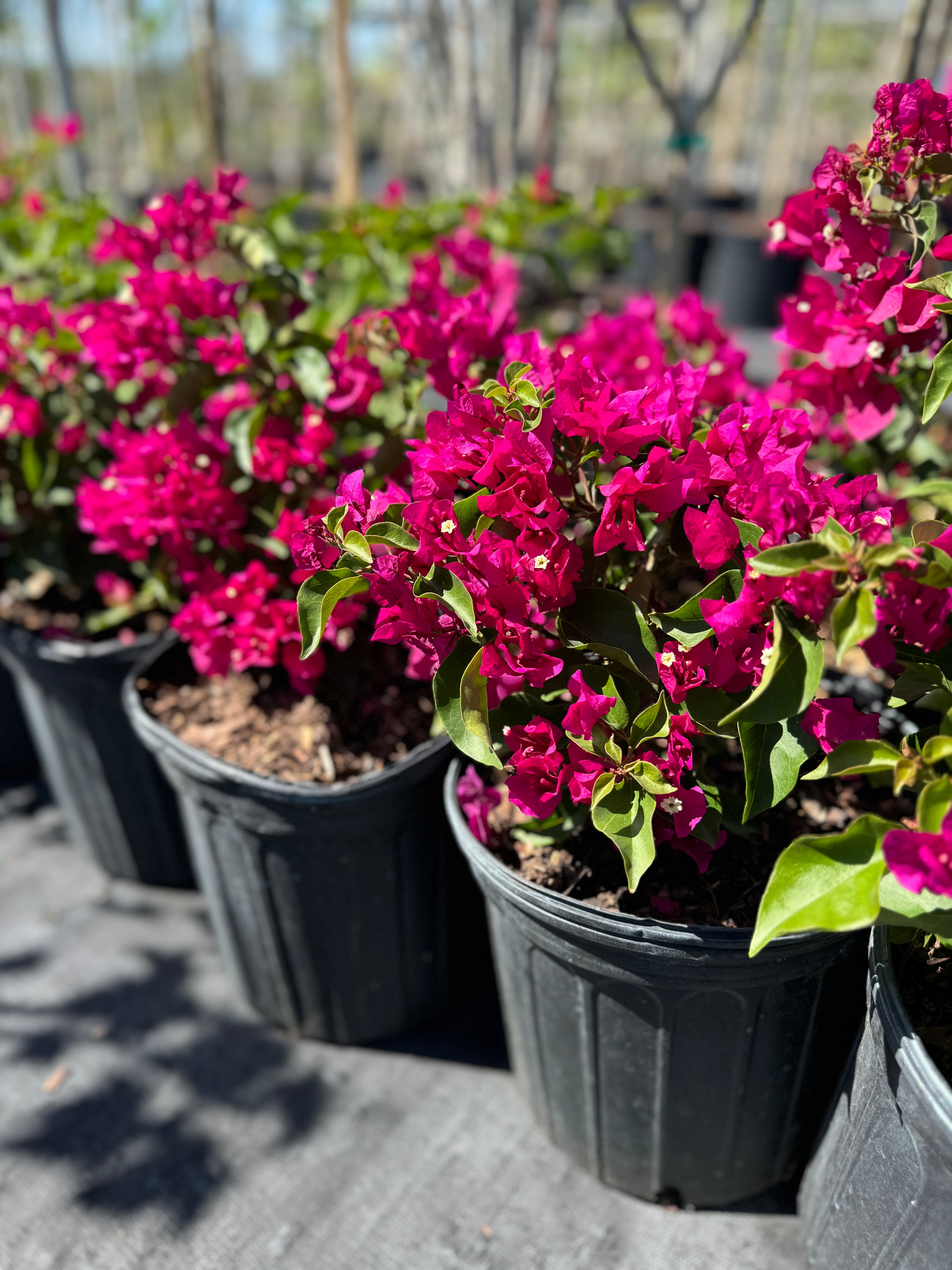 Bougainvillea Pink Flower Bush Form, Miami Pink Flowering Tree