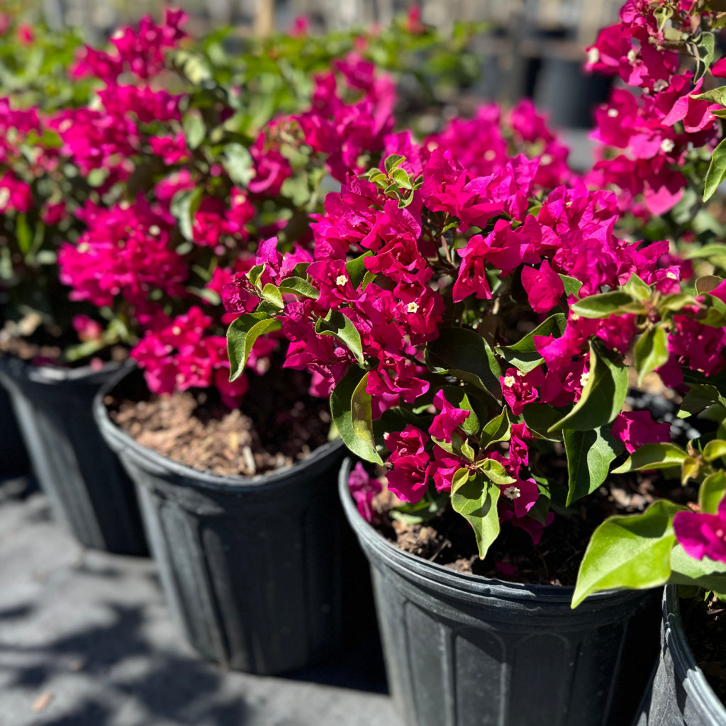 Bougainvillea Pink Flower Bush Form, Miami Pink Flowering Tree in 3 gallon nursery pot with vibrant pink blooms and green foliage lined up in a nursery row, ideal for tropical garden landscapes and patio planters.