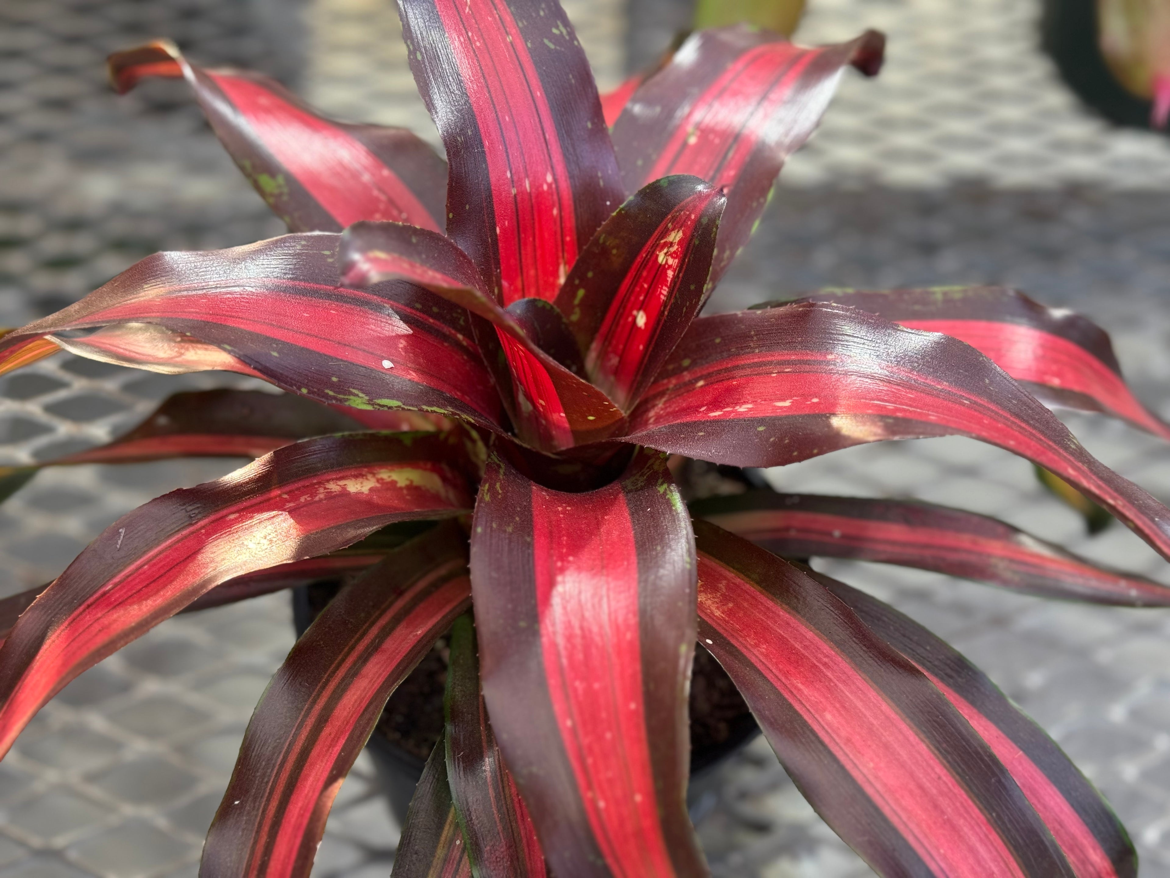 Bromeliad, Neoregelia Pimiento Peppermint