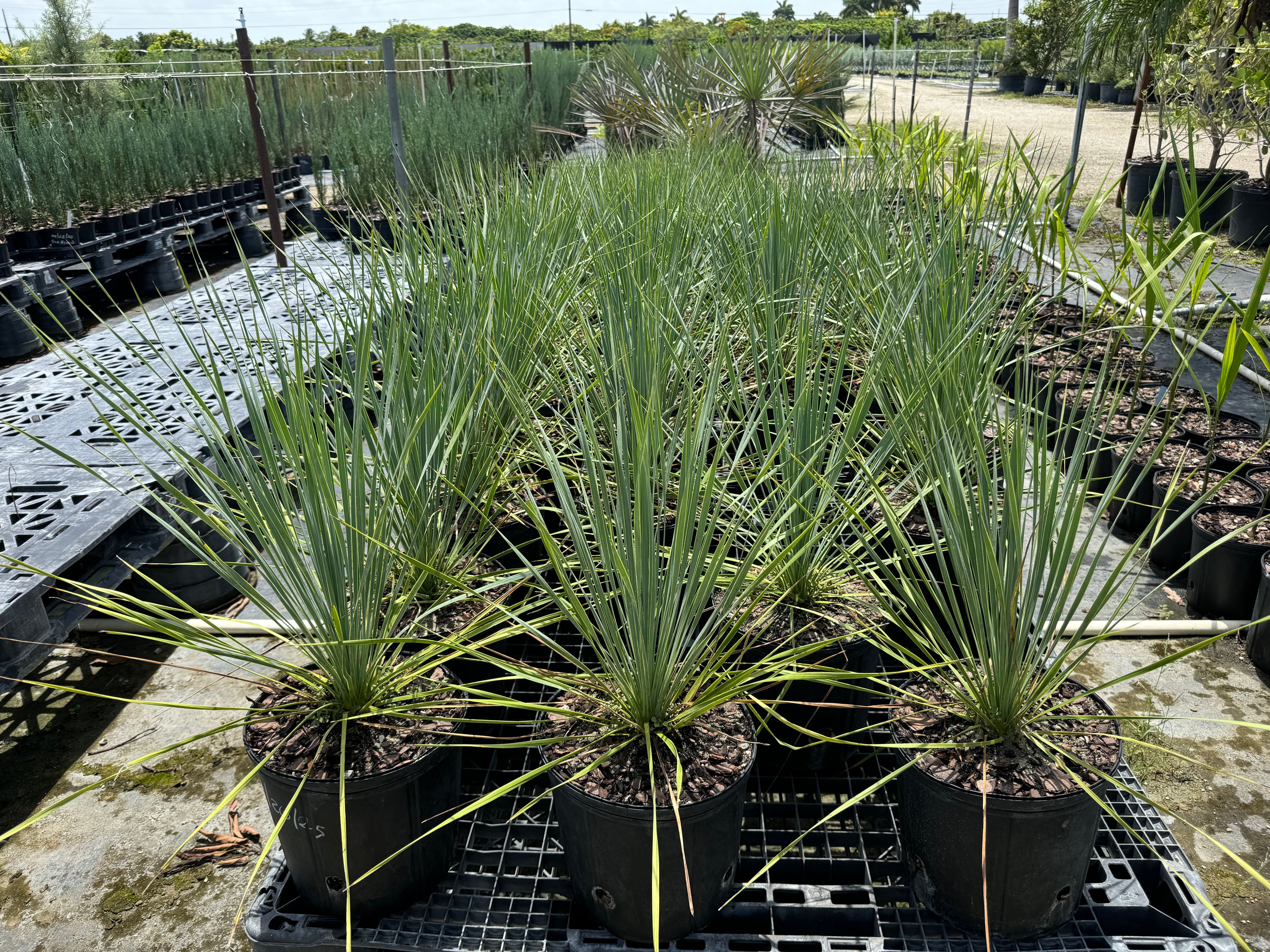 Yucca Rostrata Beaked Yucca, Desert Jewel Palm