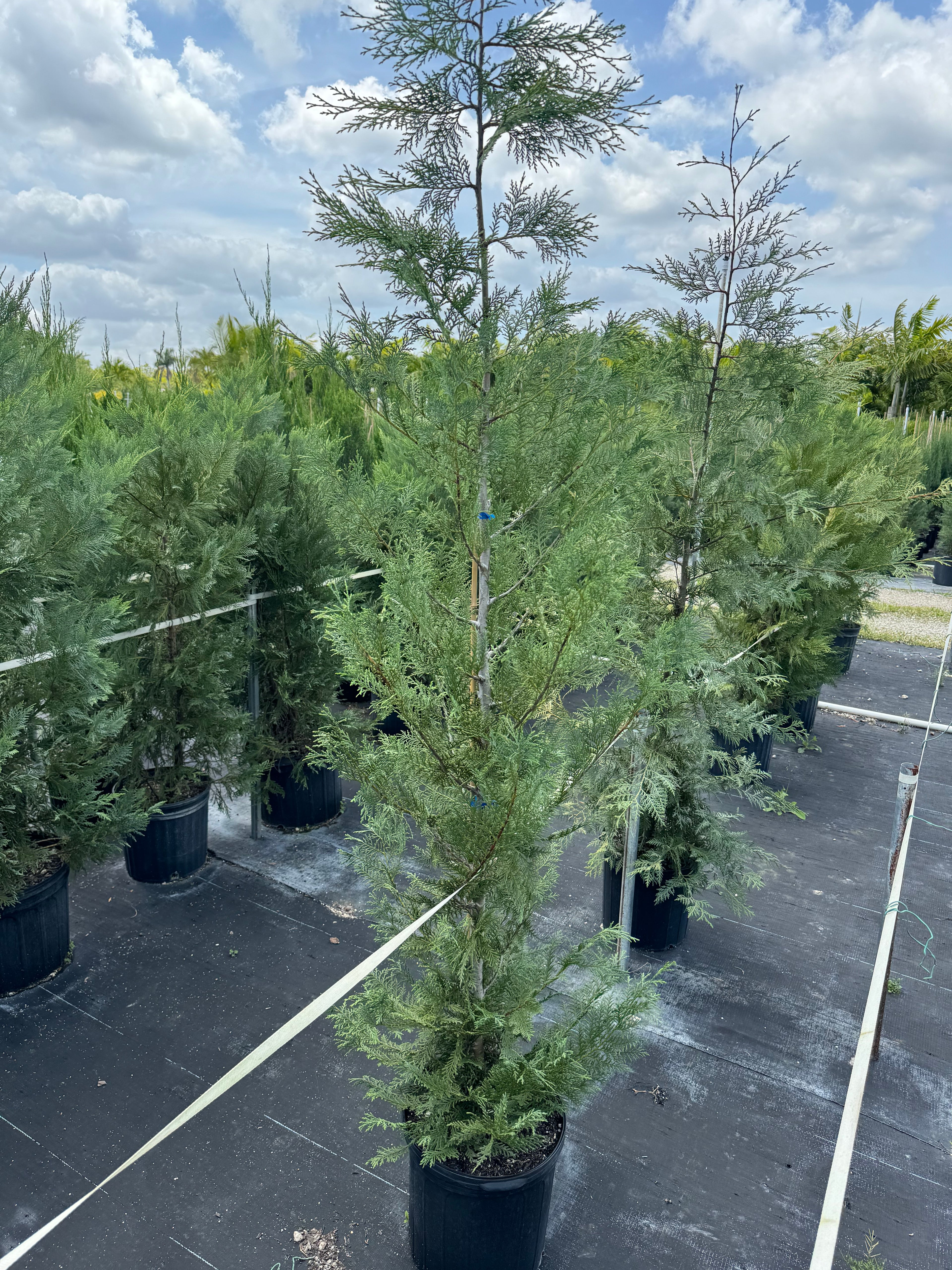 Murray Leyland Cypress, Cupressocyparis Leylandii