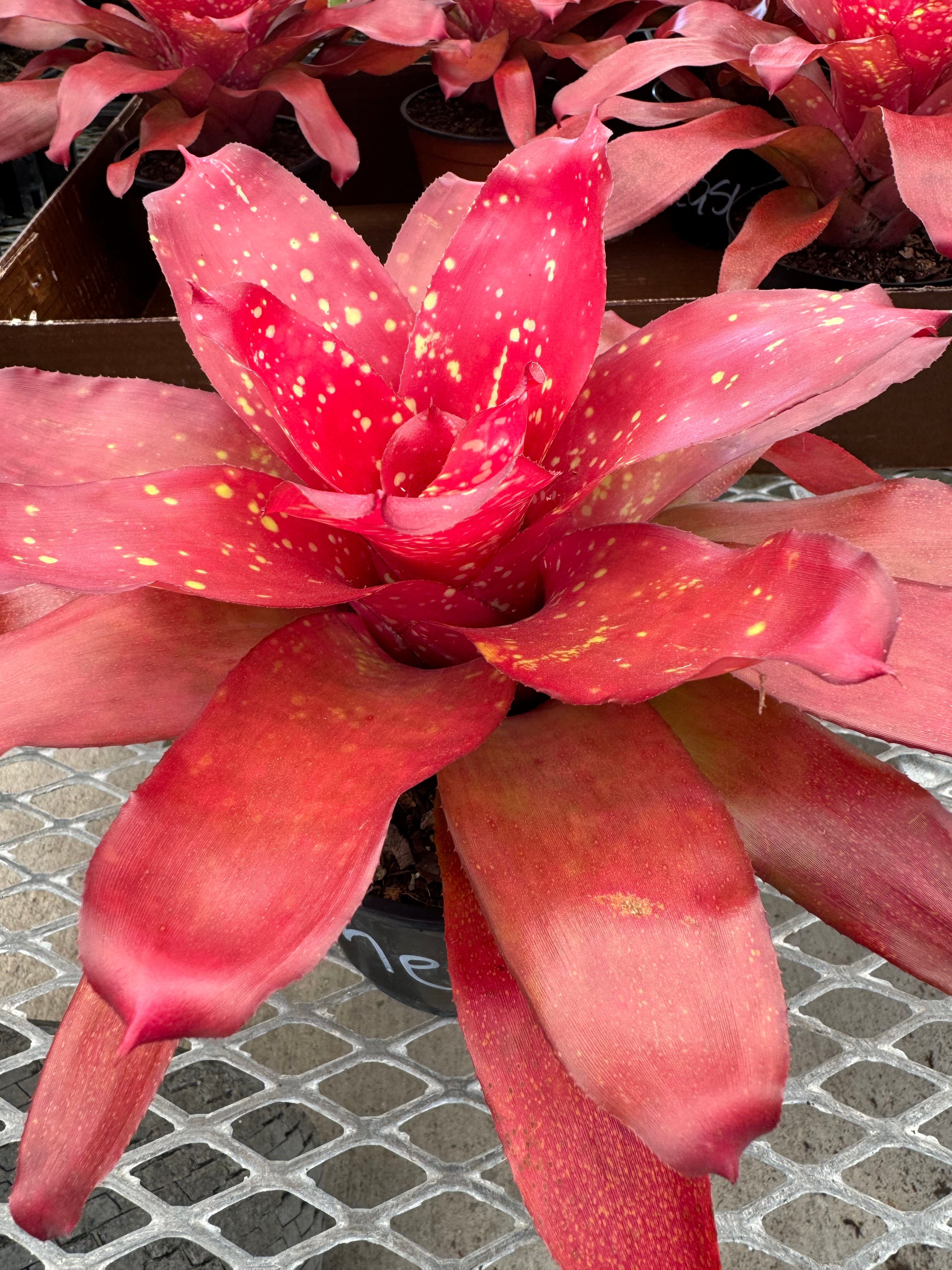 Bromeliad, Neoregelia Treasure Chest