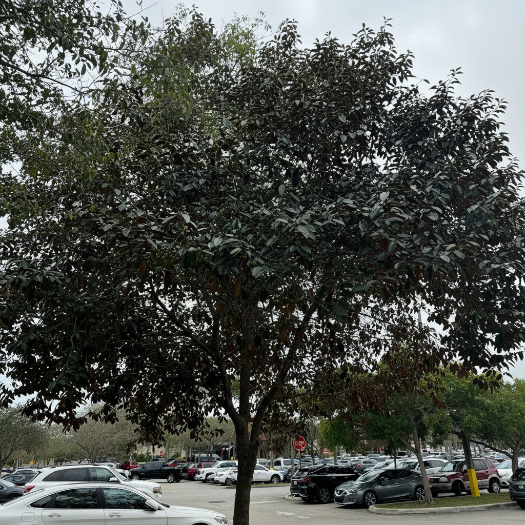 Mature Satin Leaf Fruit Tree outdoors