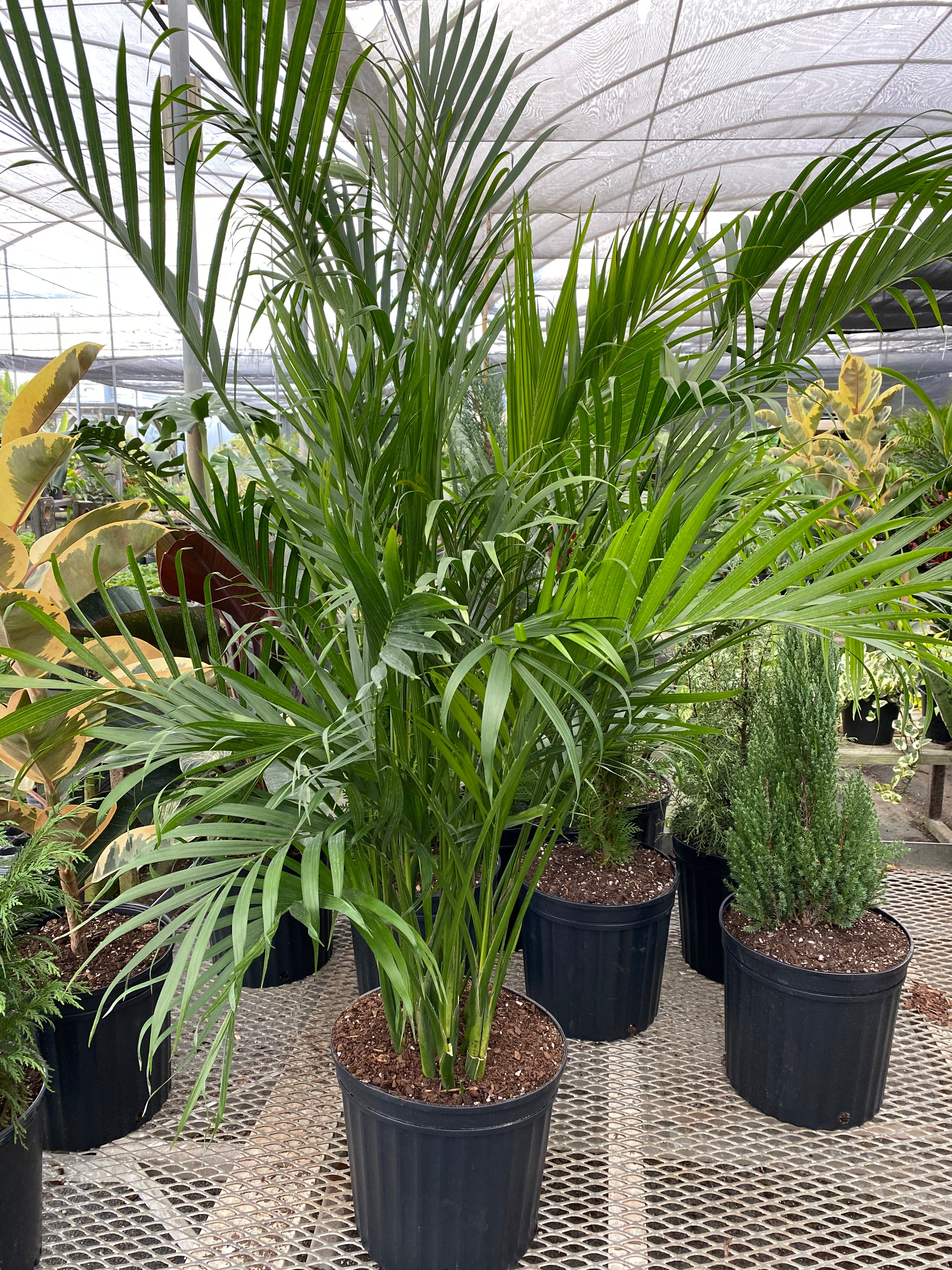 Cat Palm, Live Tropical Plant Indoor