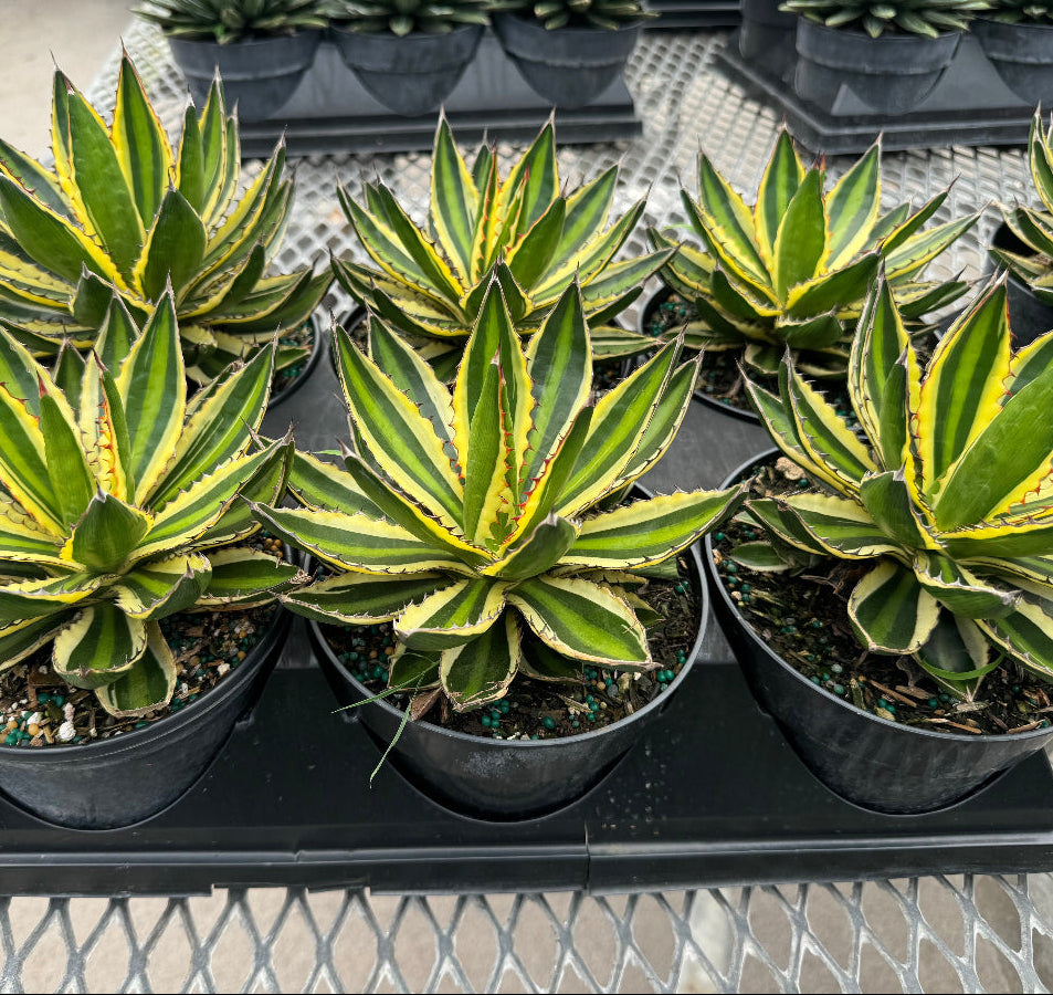 Agave lophantha &