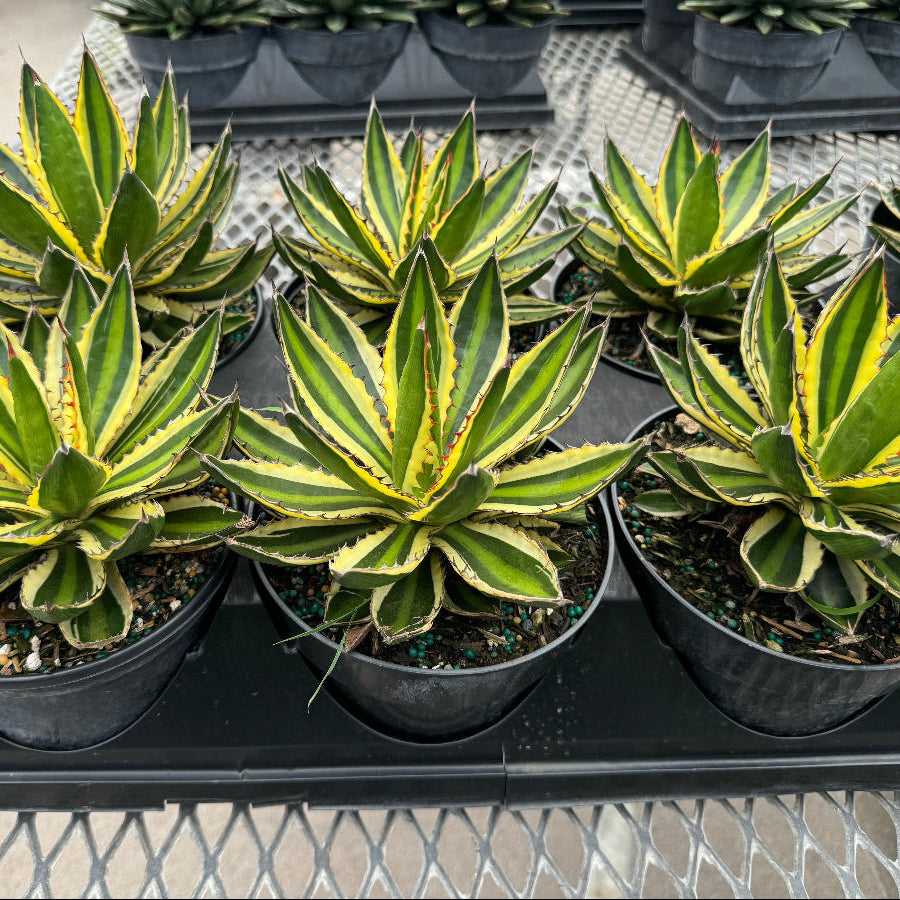 Agave lophantha &