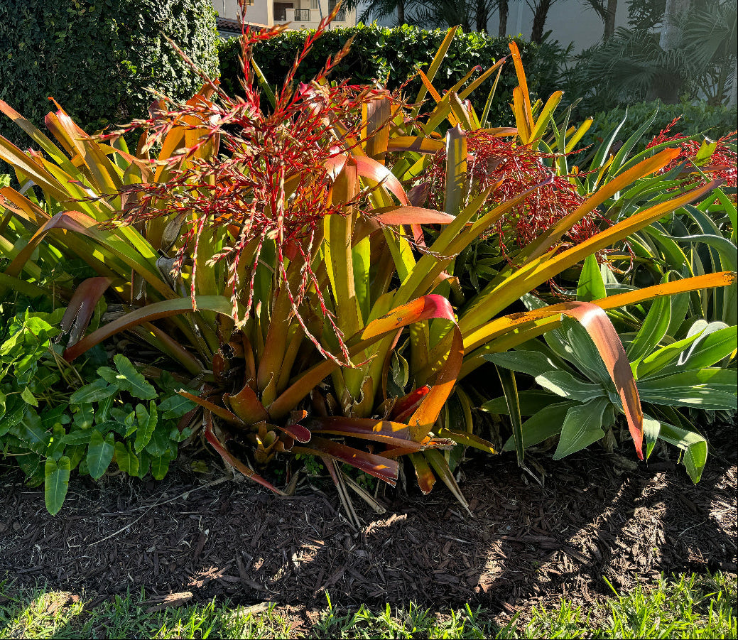 Bromeliad blanchetiana Garden bed with tropical plants and shrubs