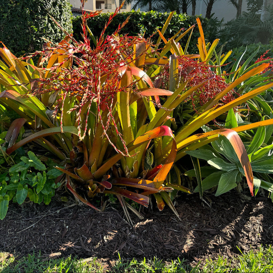 Bromeliad blanchetiana Garden bed with tropical plants and shrubs
