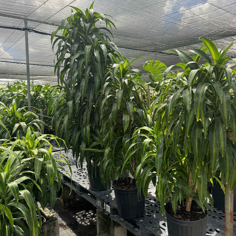 Dracaena Hawaiian Sunshine, Striped Dracaena Deremensis in a black 5gal pot