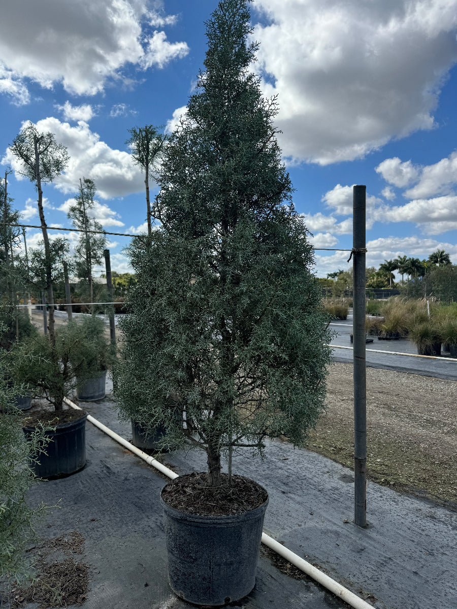 Large Carolina sapphire tree form Potted trees in a nursery setting with a blue sky and clouds.