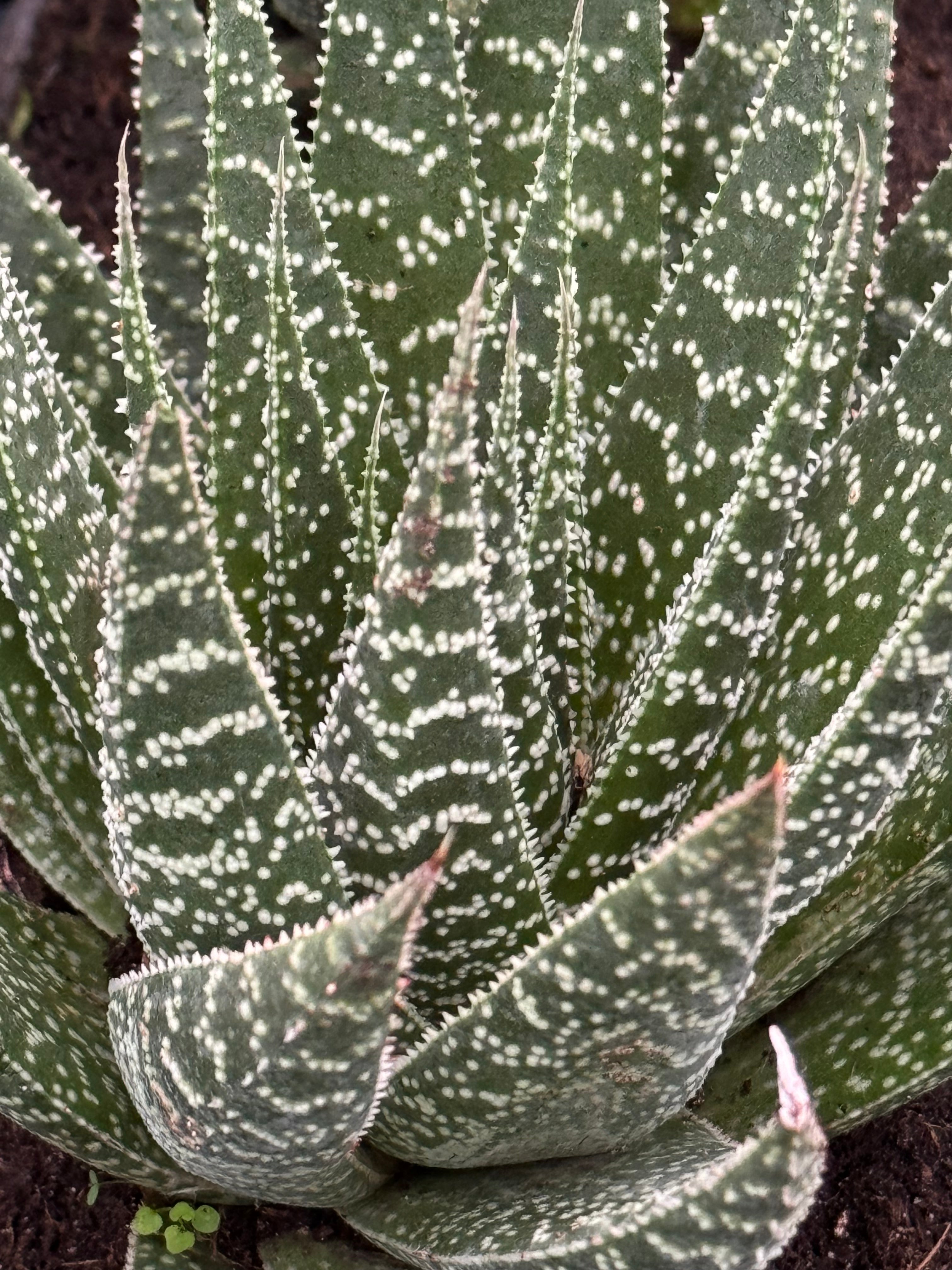 succulent green with white spots Explore Our Cactus Aloe Lace Aristata, Torch Plant