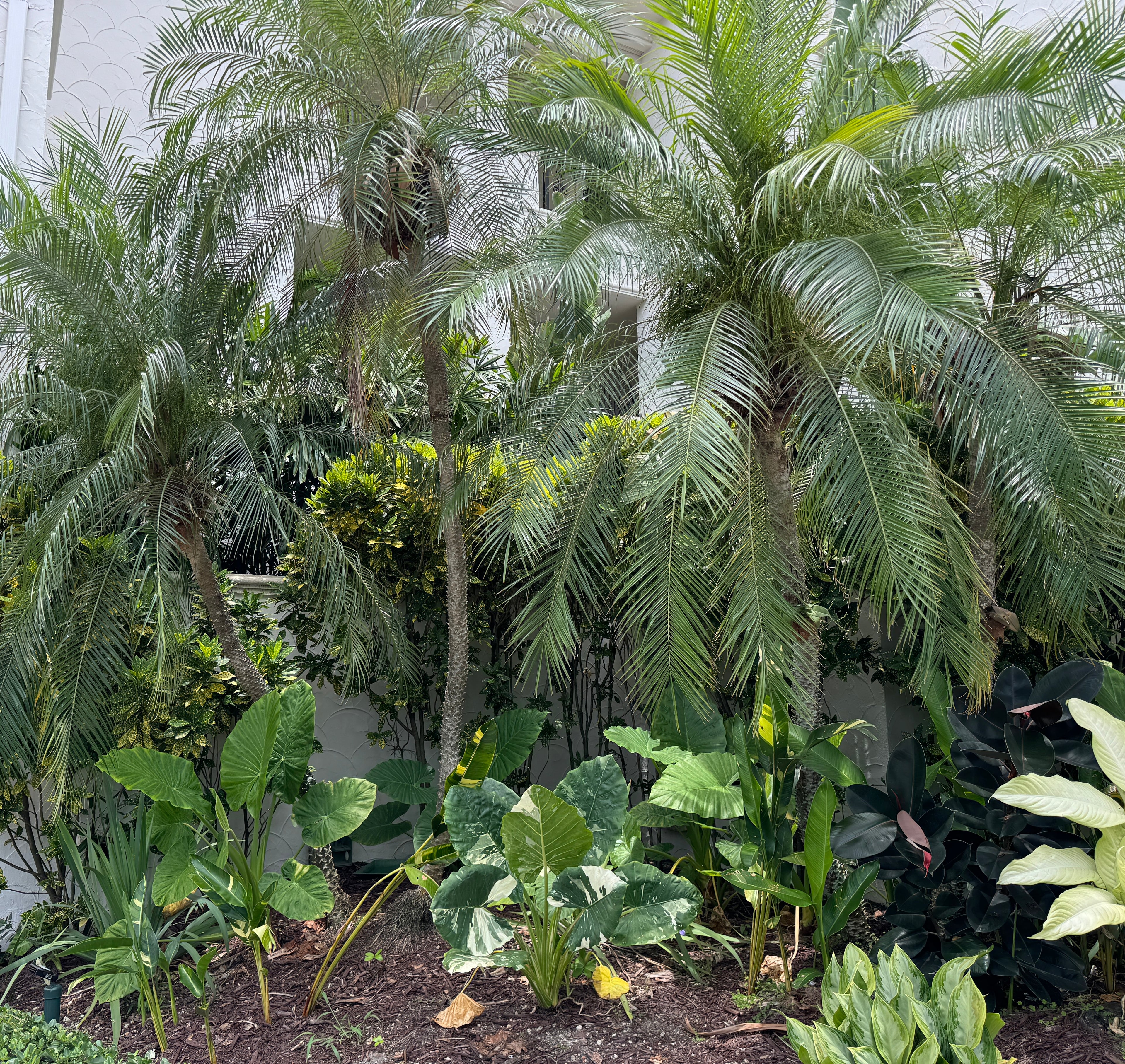 Date Palm Tree Single, Phoenix Roebelinii Pygmy Tropical Palm