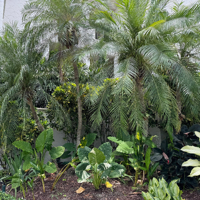 Roebellinii Pam Single Trunk Mature in Landscape
