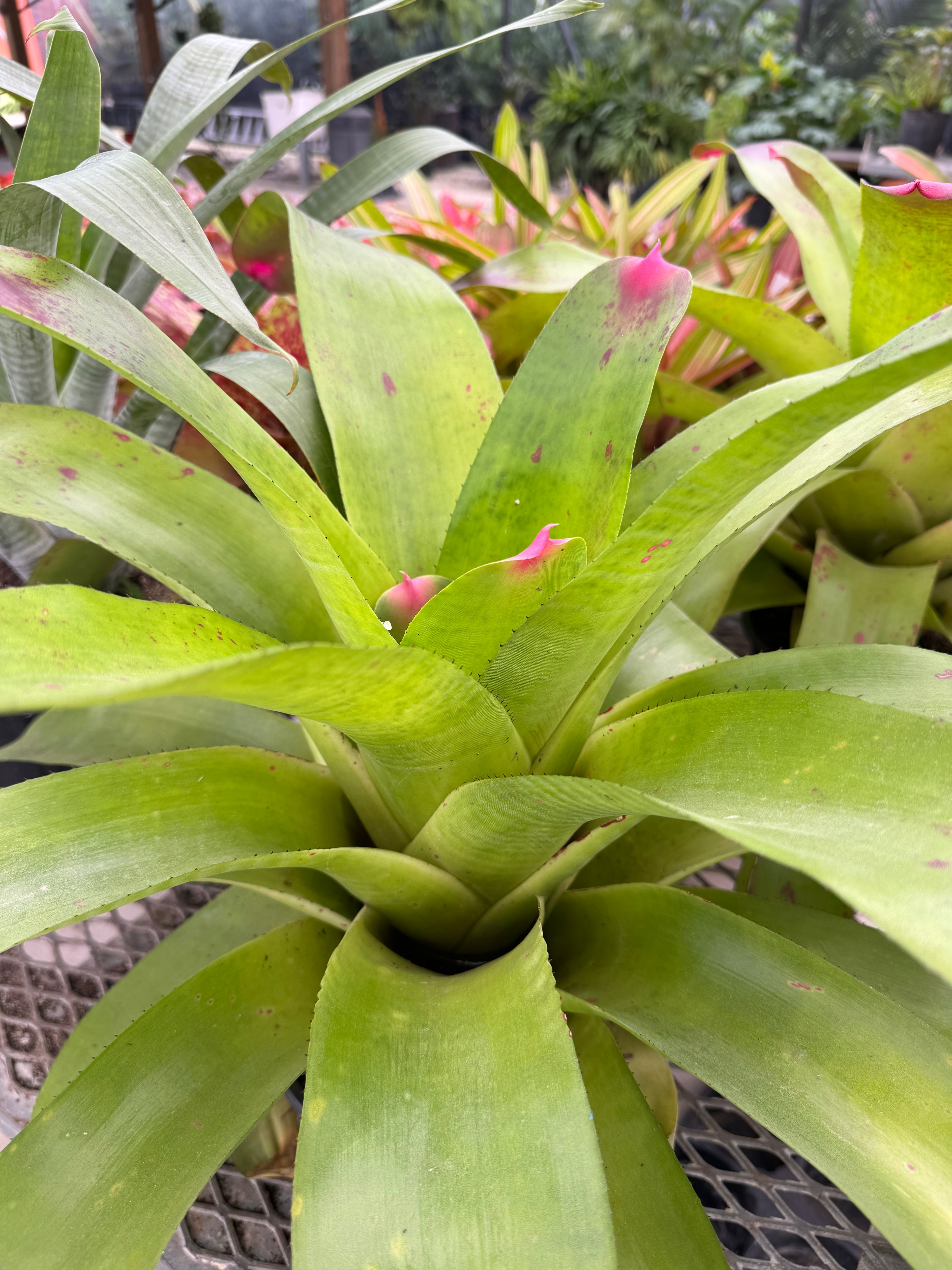 Bromeliad, Neoregelia Johannis