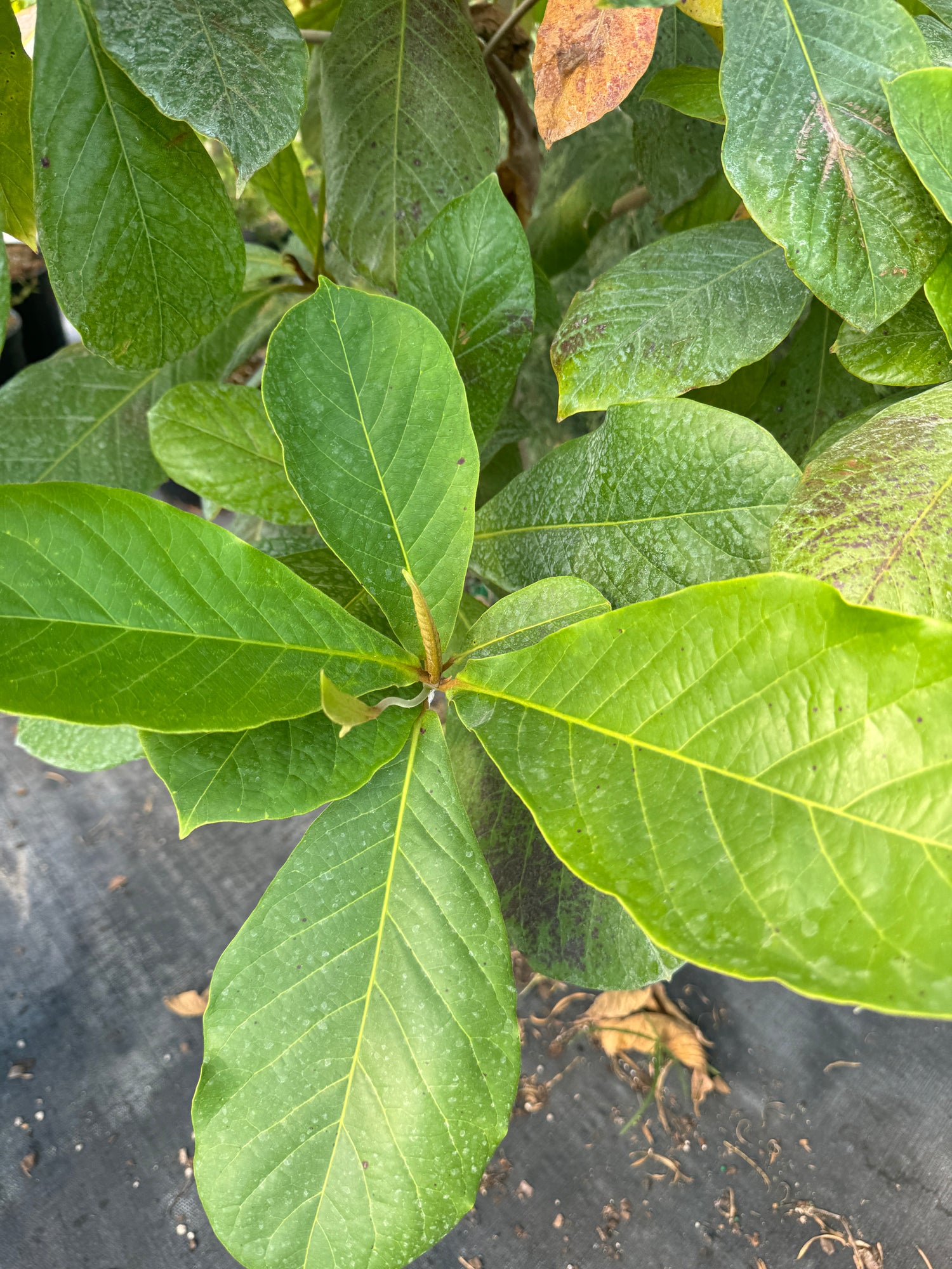 Tropical Almond Fruit Tree, Terminalia Catappa