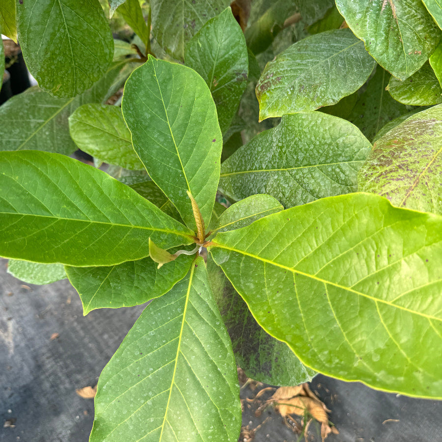 Tropical almond fruit tree close up
