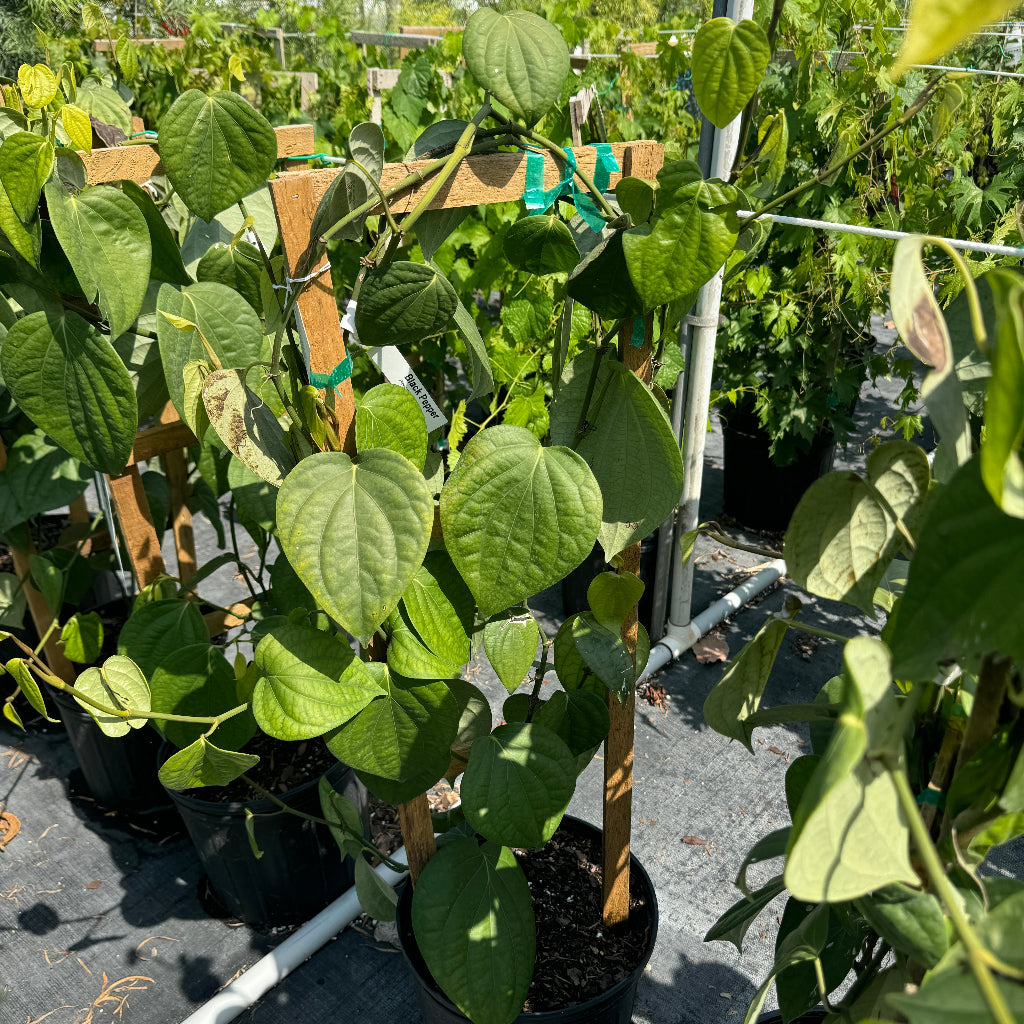Close-up of young Black Pepper, Piper Nigrum plants in black grower pots