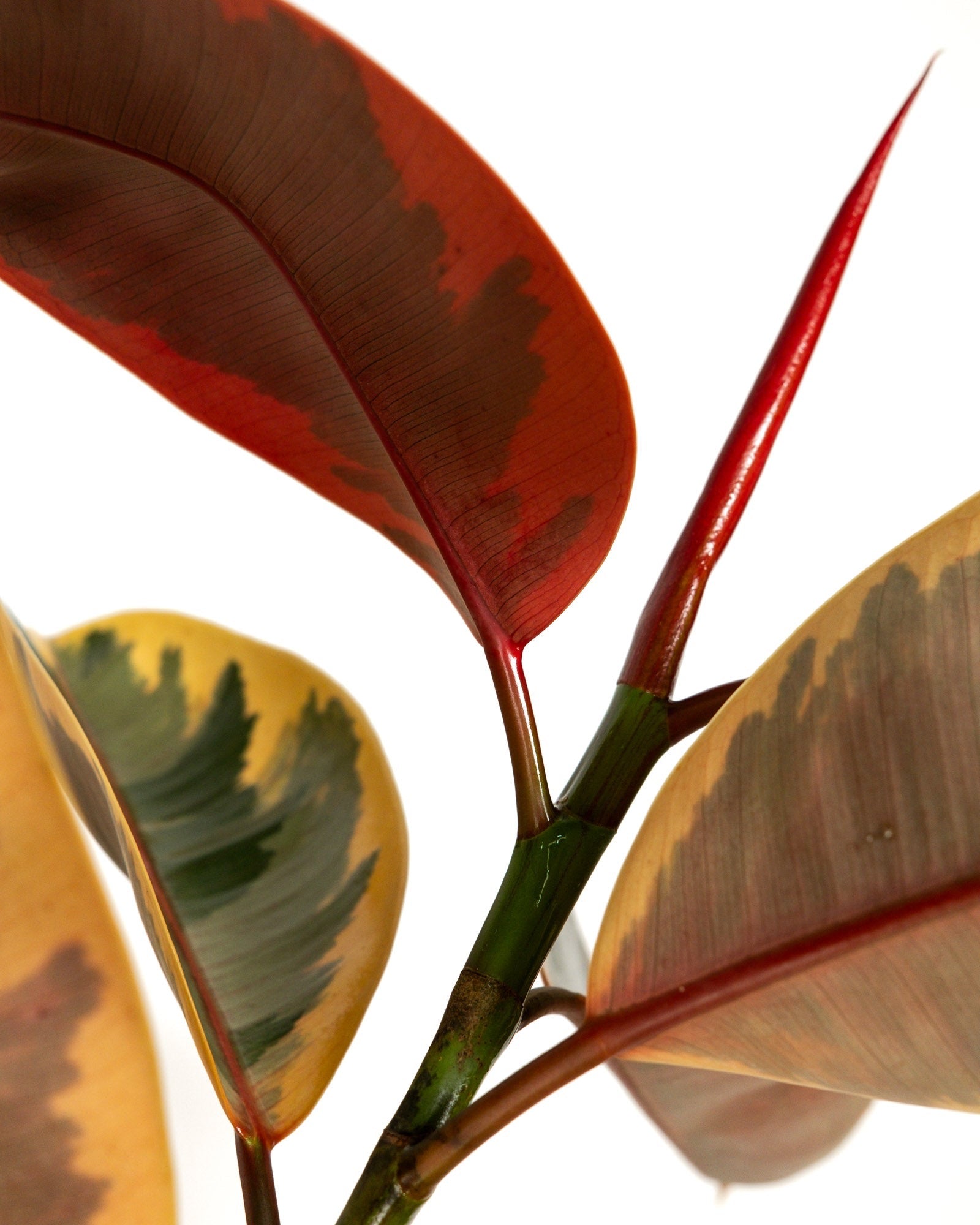 Ficus Ruby Tree Form Multibranch, Rubber Tree Live Plant