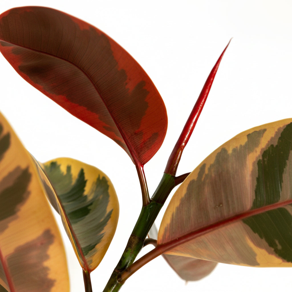 Ficus ruby close-up of a plant with red and green leaves on a white background