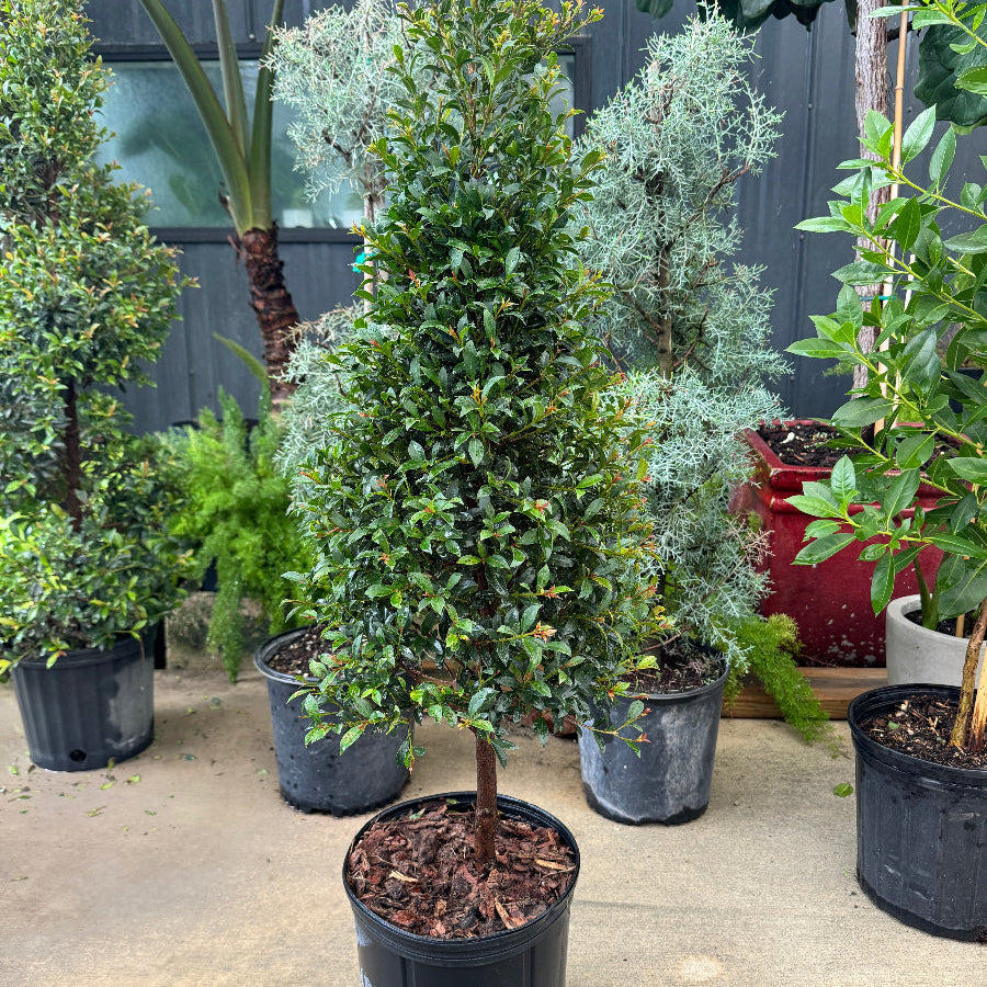 Topiary Eugenia Cone, Tree Form potted in nursery pot 5gal