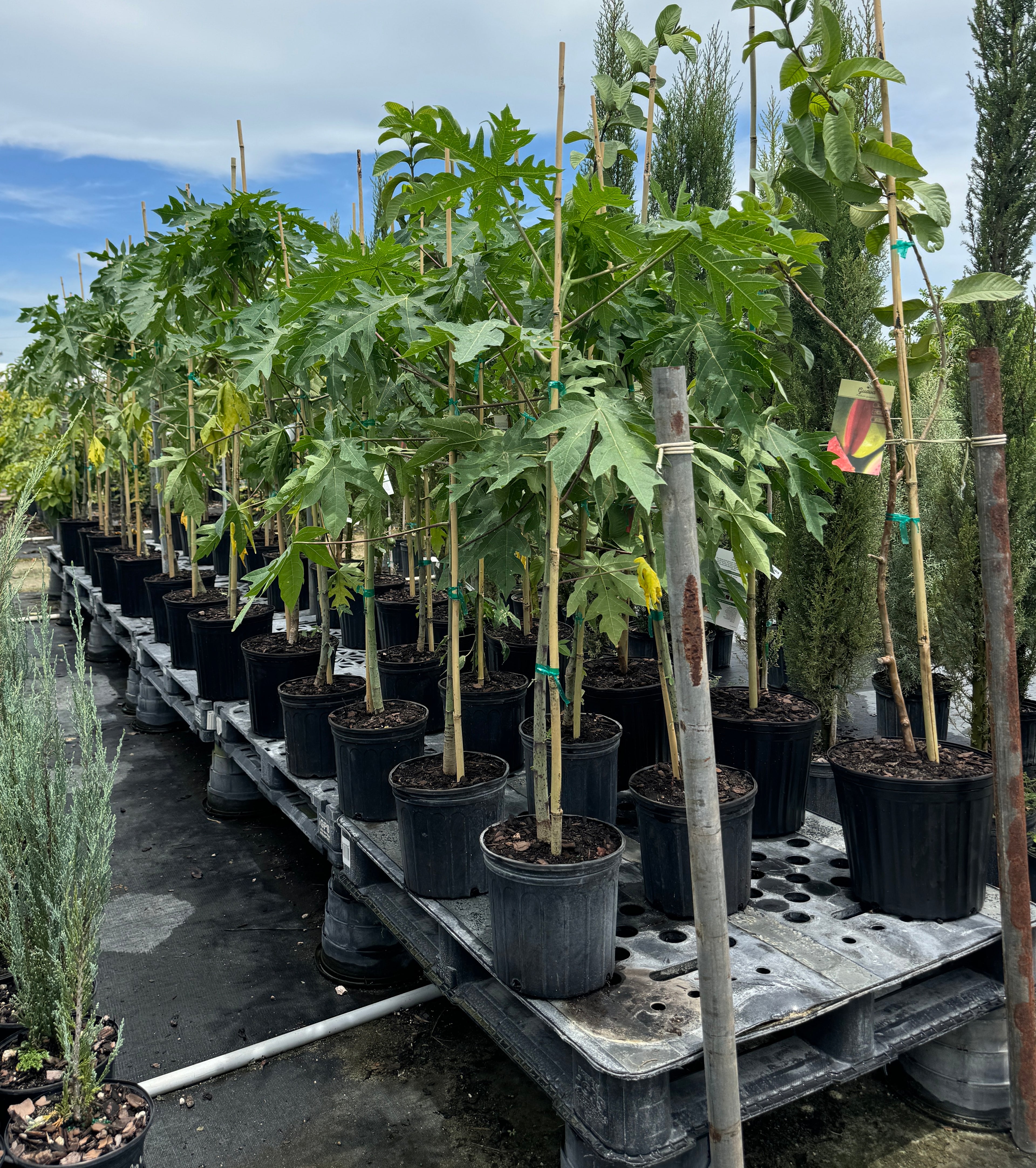 Papaya Red Lady Carica Pawpaw Fruit Tree