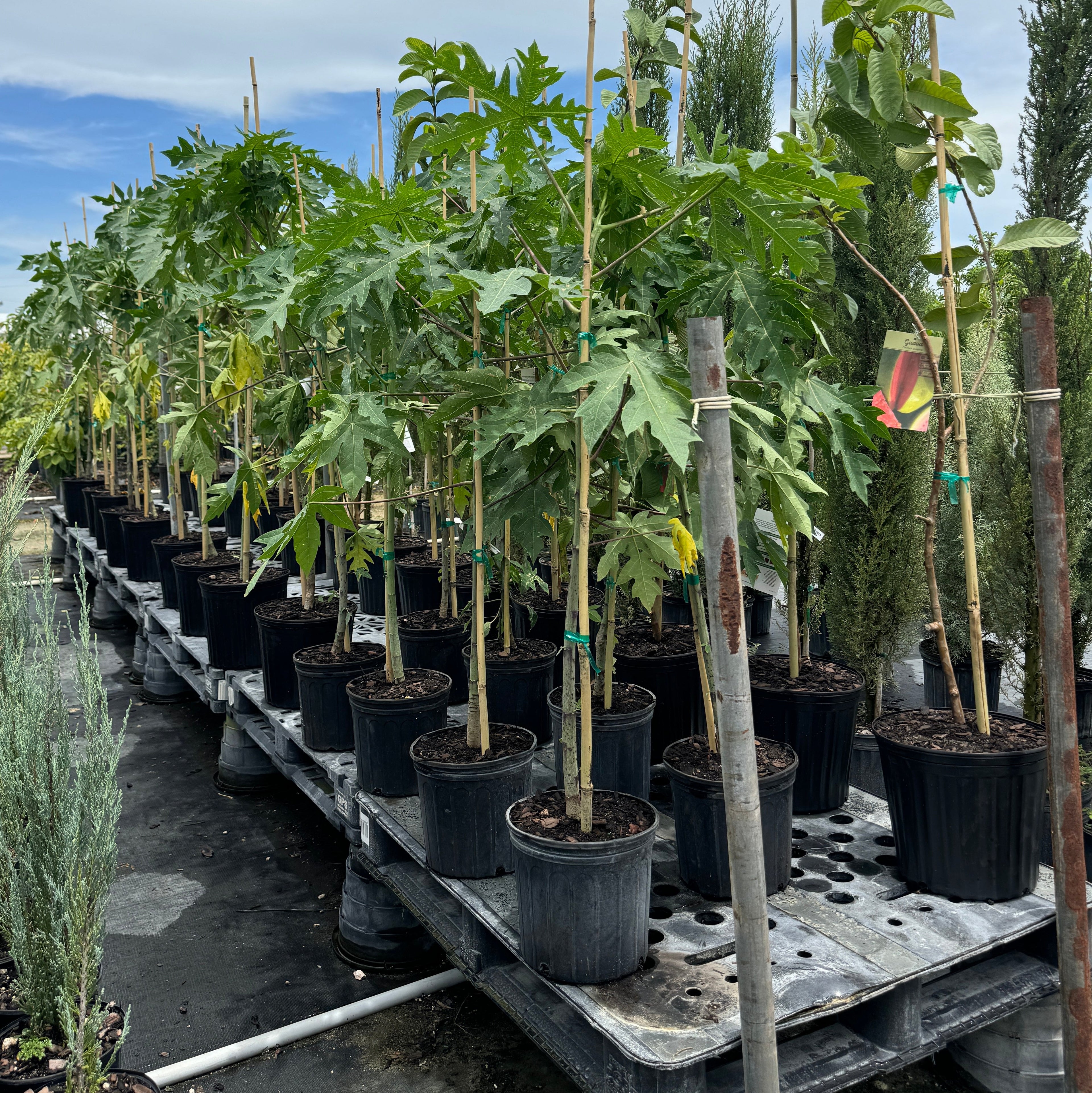 Young Papaya Dwarf TR Hovey, Carica Pawpaw Fruit tree&