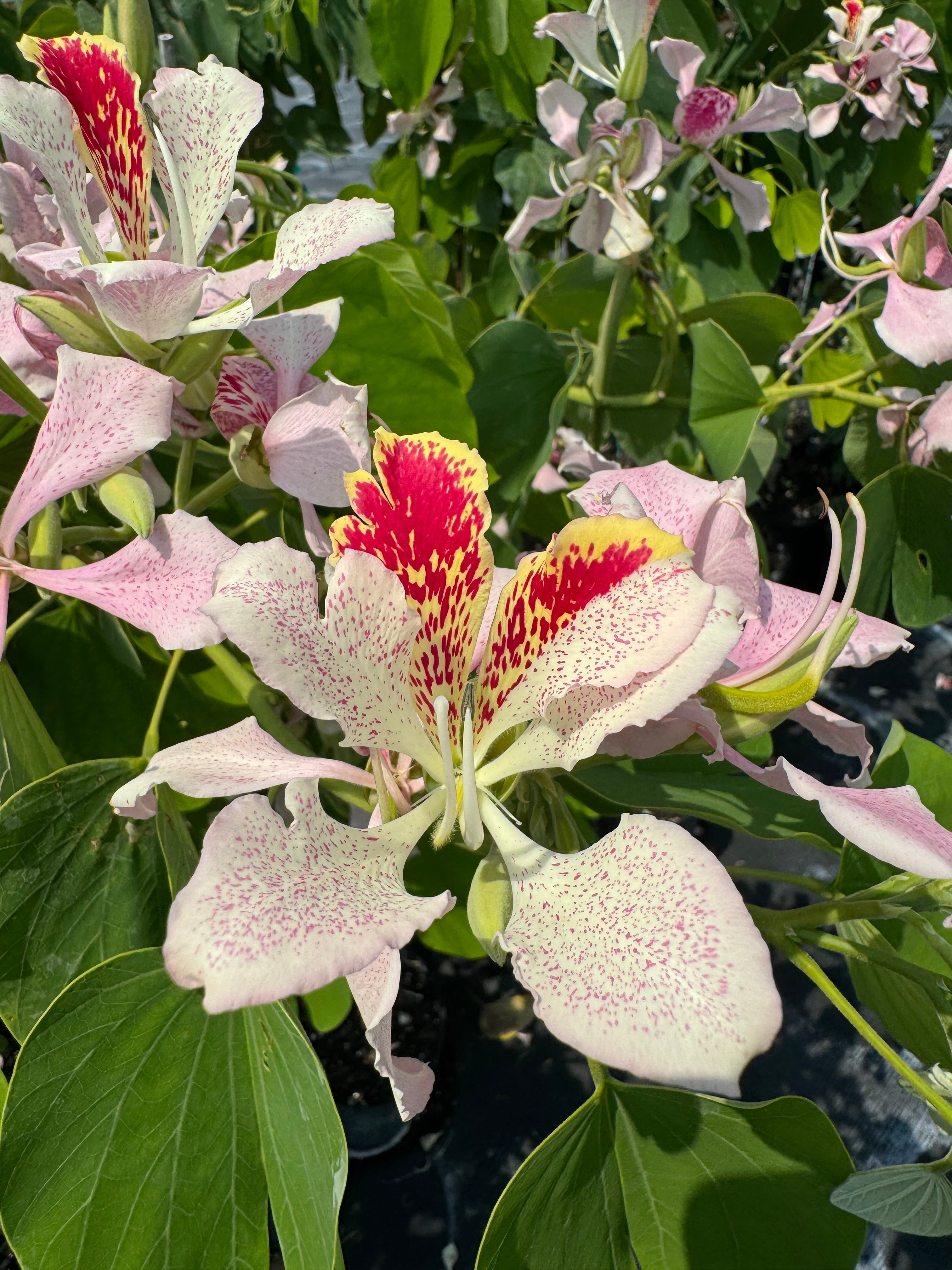 Pink Orchid Flowering Tree, Bauhinia Monandra Butterfly Flower