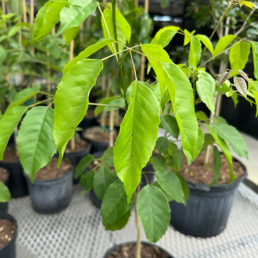 Young Pink Trumpet Tree Tabebuia heterophylla in a 3 gallon black nursery pot, featuring a staked, developing trunk and a canopy of bright green leaves, standing grouped together with other plants in an outdoor nursery setting, showcasing its early growth and cultivation.