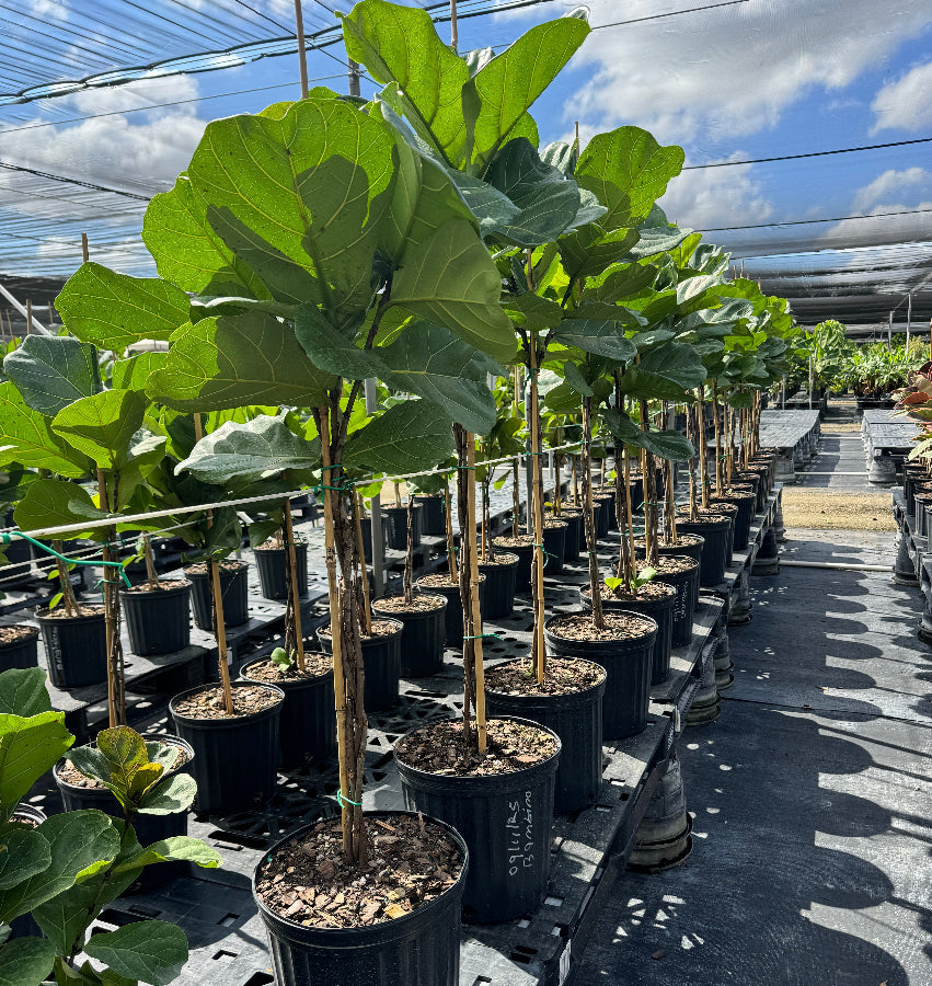 Large Braided Ficus Lyrata Tree Form, Fiddle Leaf Fig Row of potted plants in Nursery