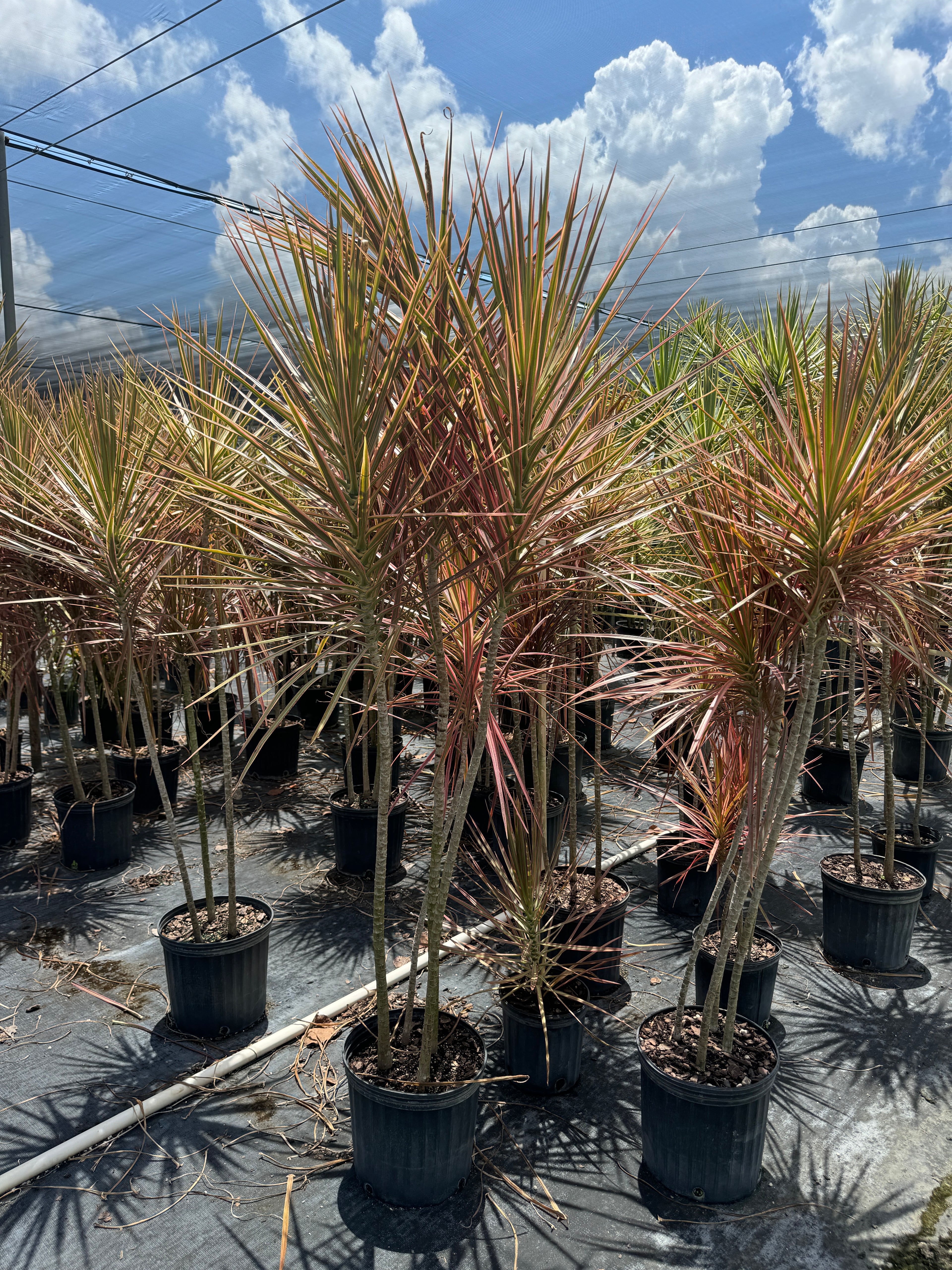 Dracaena Dragon Tree Colorama Bush
