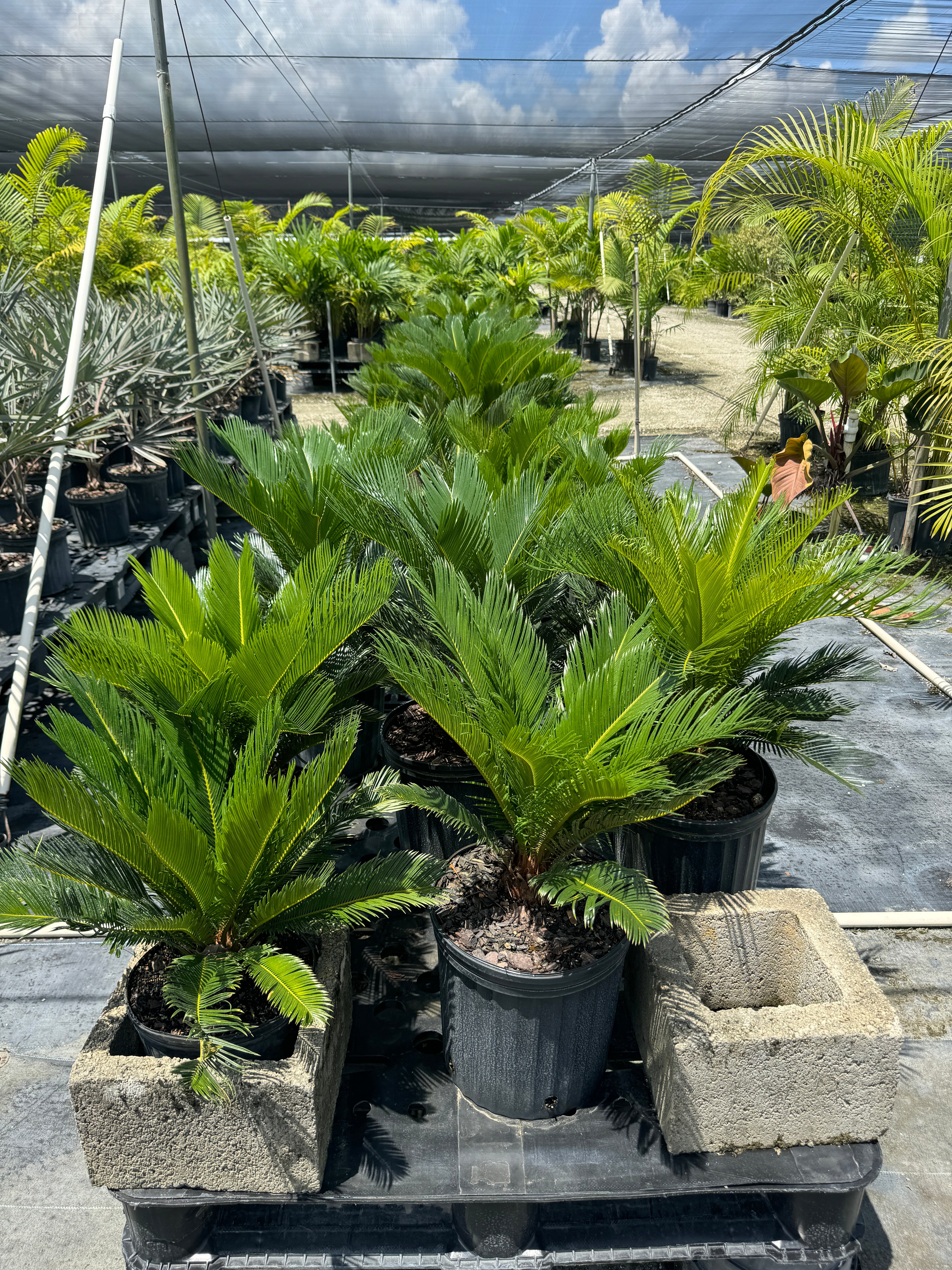 Palm King Sago Palm, Cycas Revoluta, Exotic