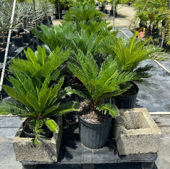 A sago palm (Cycas revoluta) also known as King Sago Palm, Potted tropical plants in a greenhouse setting
