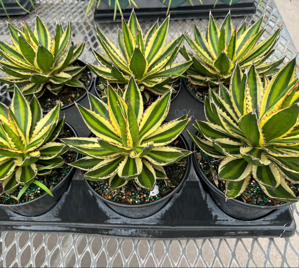 Agave lophantha &